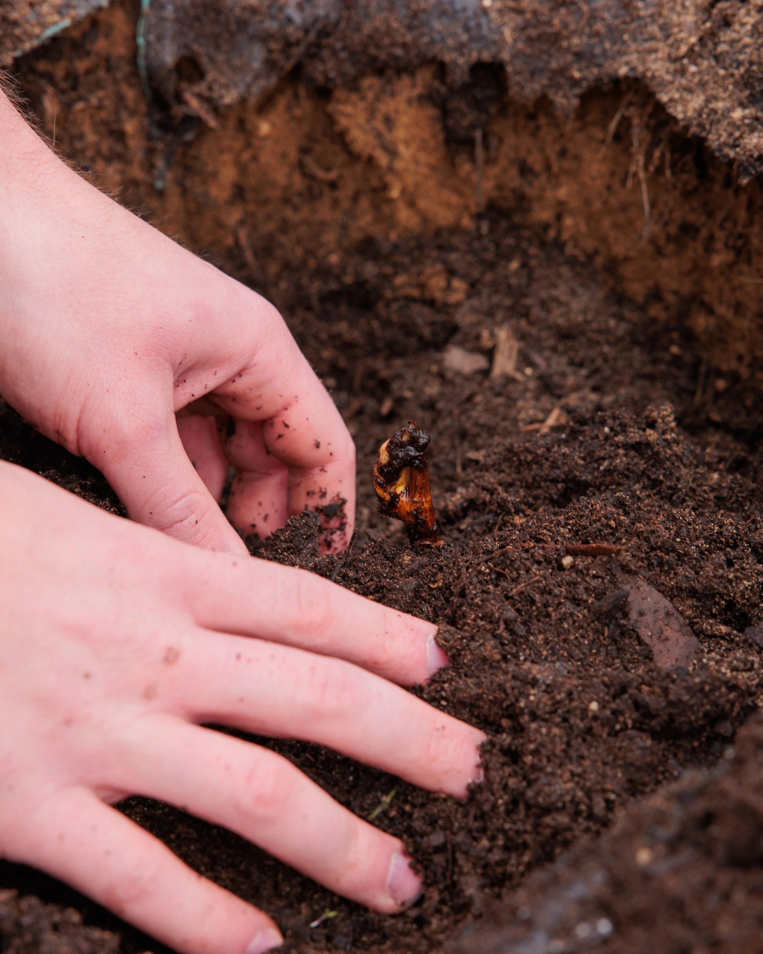 A person's hands planting a small seedling into the dark, moist soil.