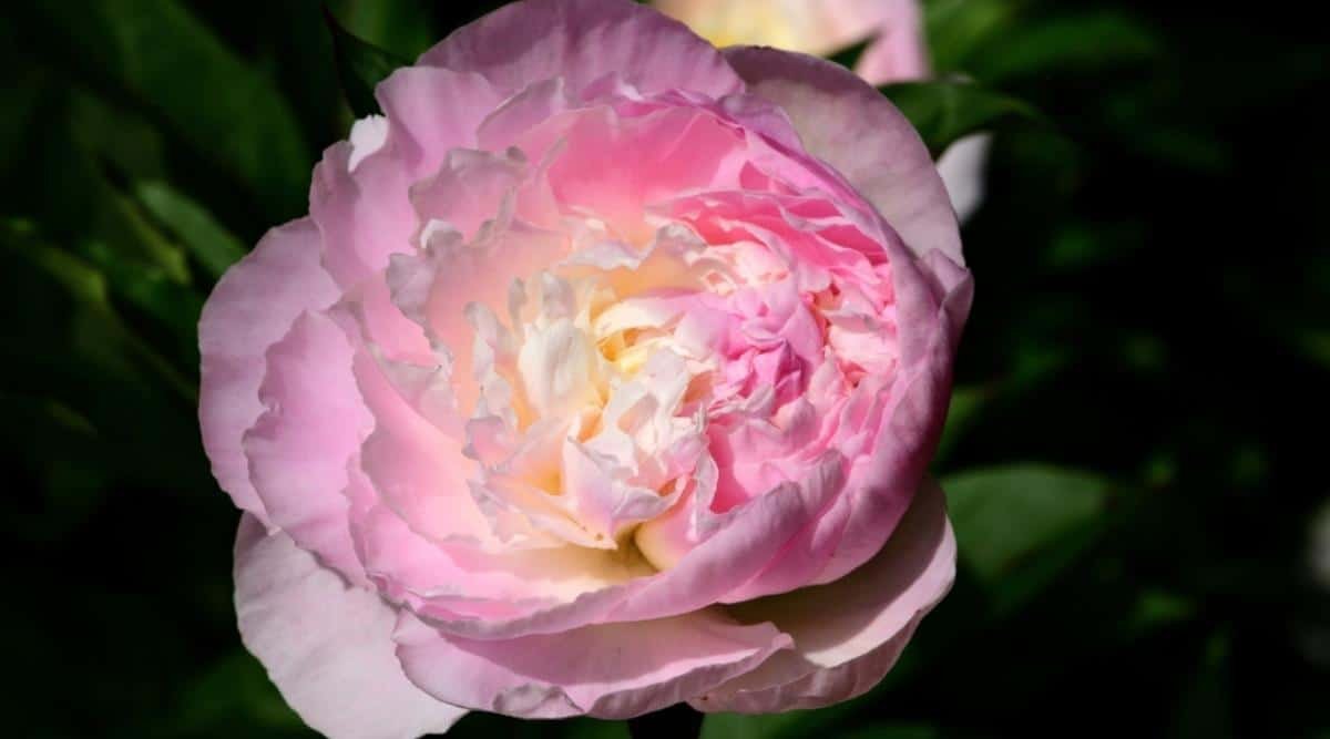 Close-up of a pink and white peony flower in bloom, surrounded by green leaves.