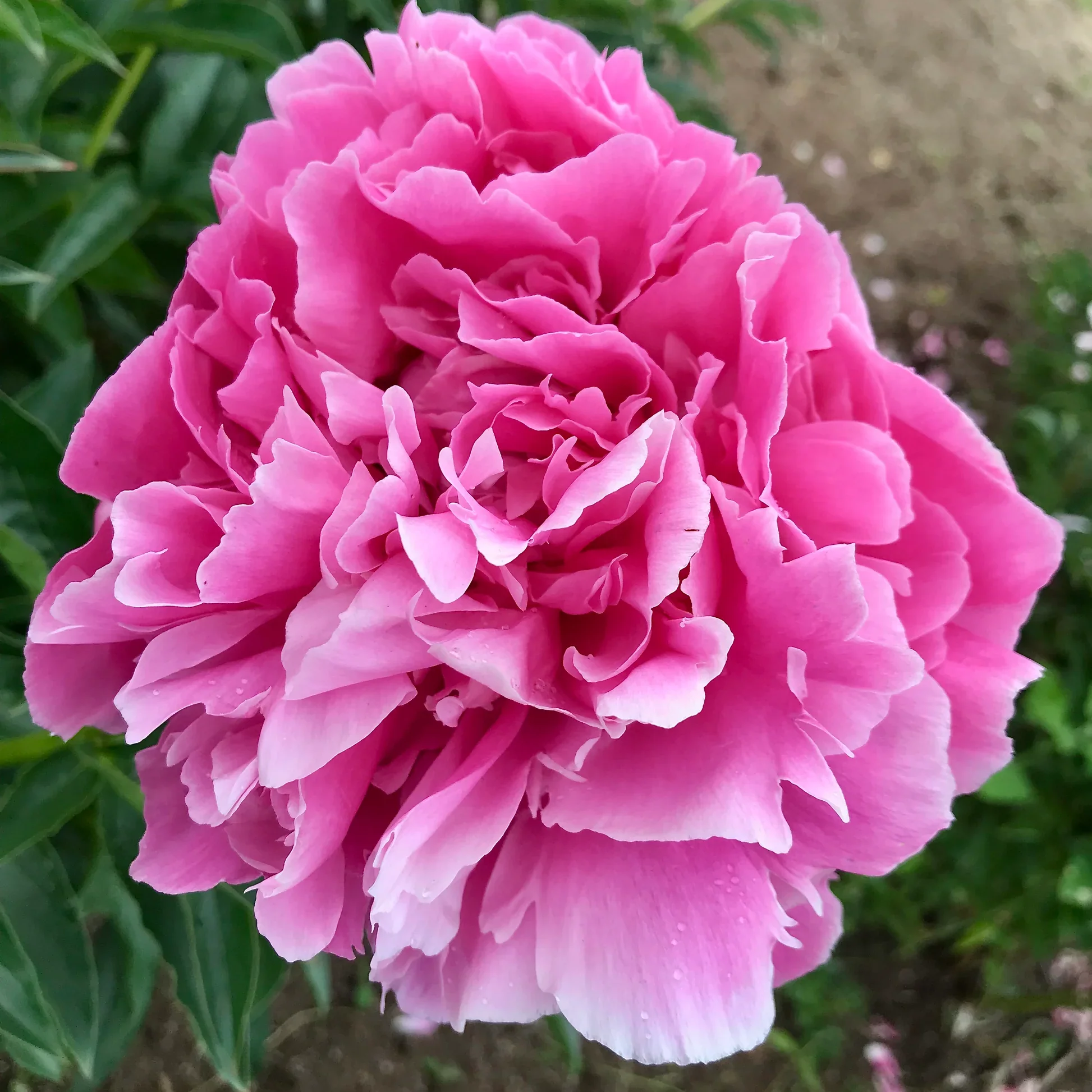 Close-up of a large pink peony flower with layered petals, surrounded by green leaves and a blurry garden background.