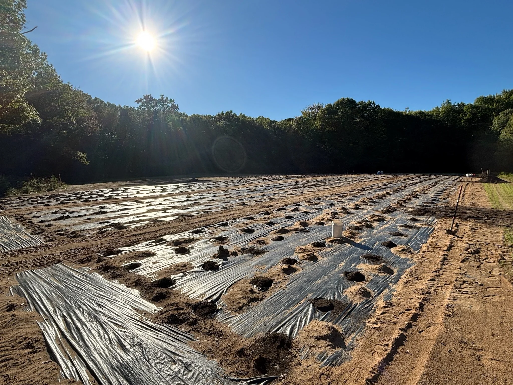 All Soil in Holes and Ready to Plant.JPG