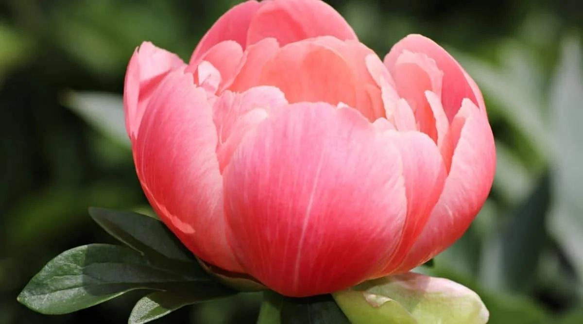 Close-up of a pink peony flower in bloom with green leaves in the background.