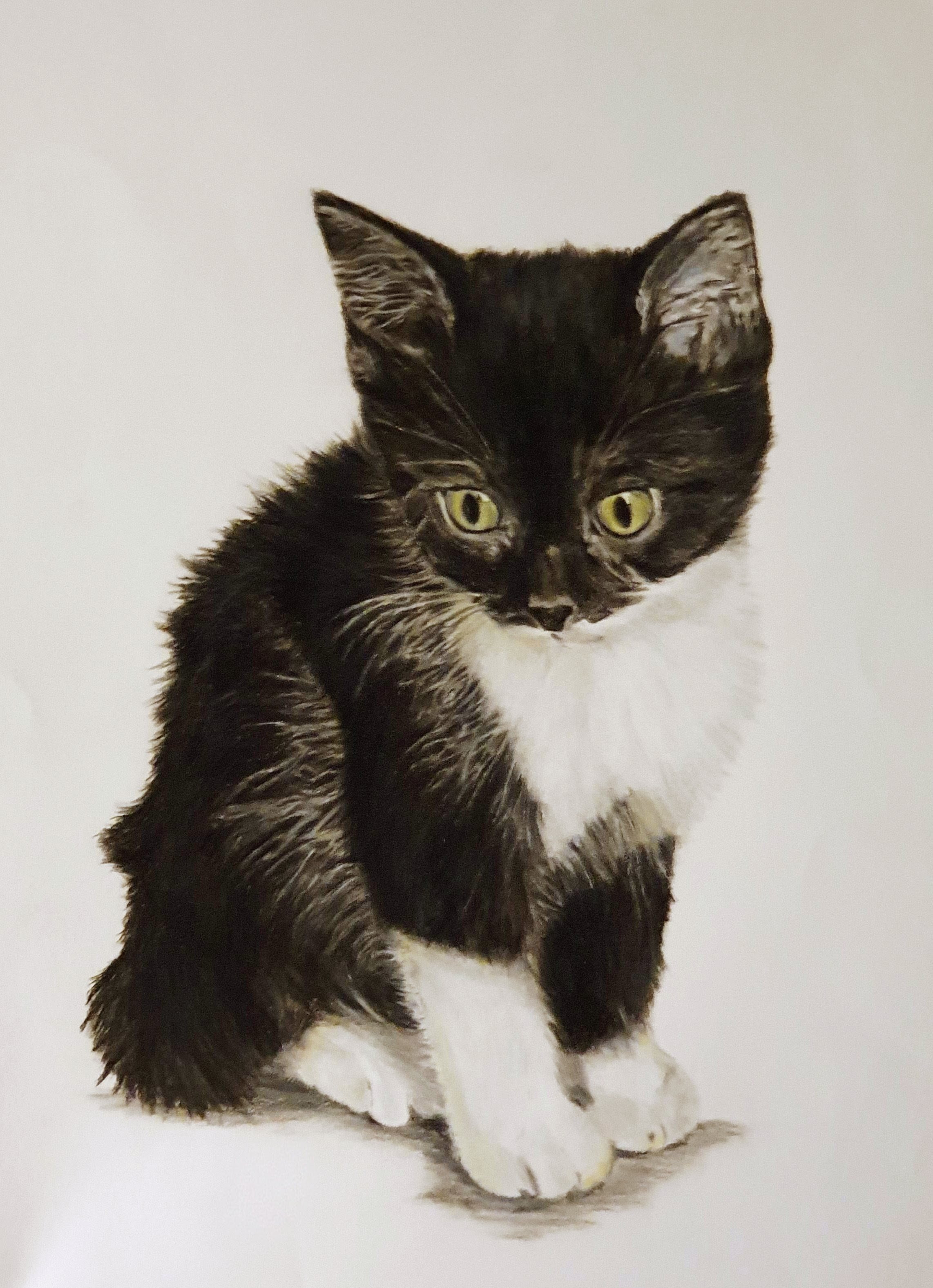 Coloured pencil drawing of cat