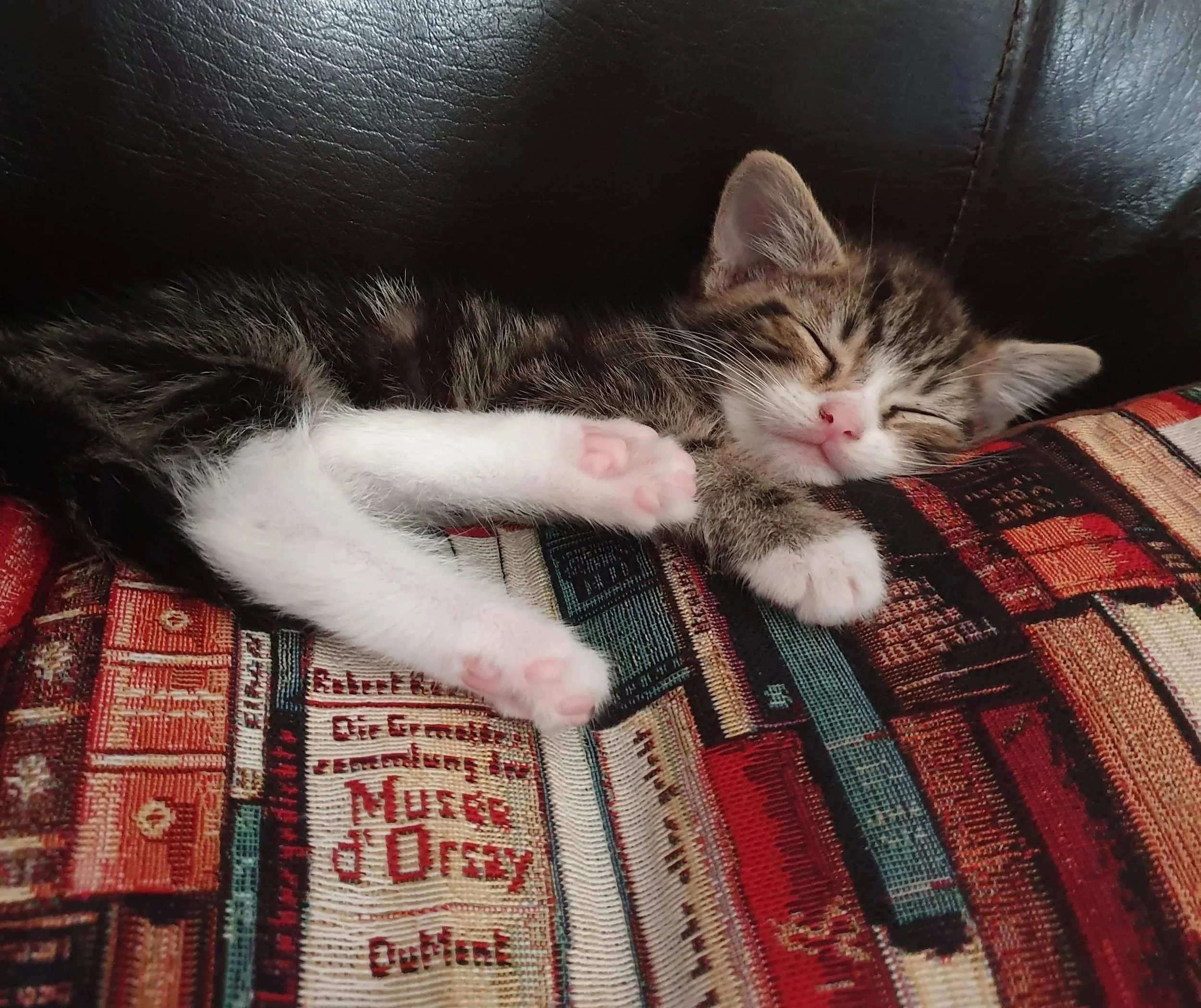 Kitten sleeping on book cushion