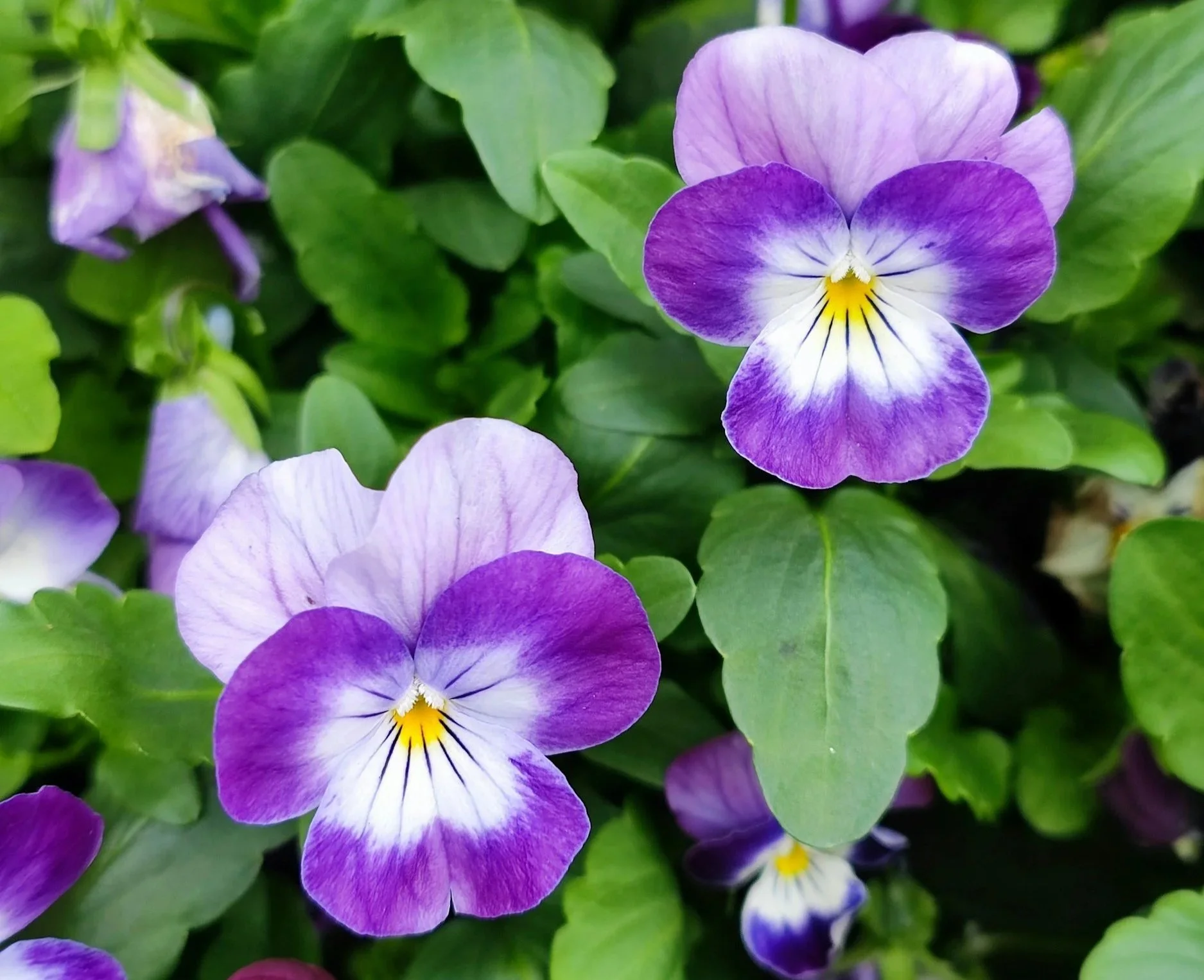 Purple pansies connected to a larger pansy plant