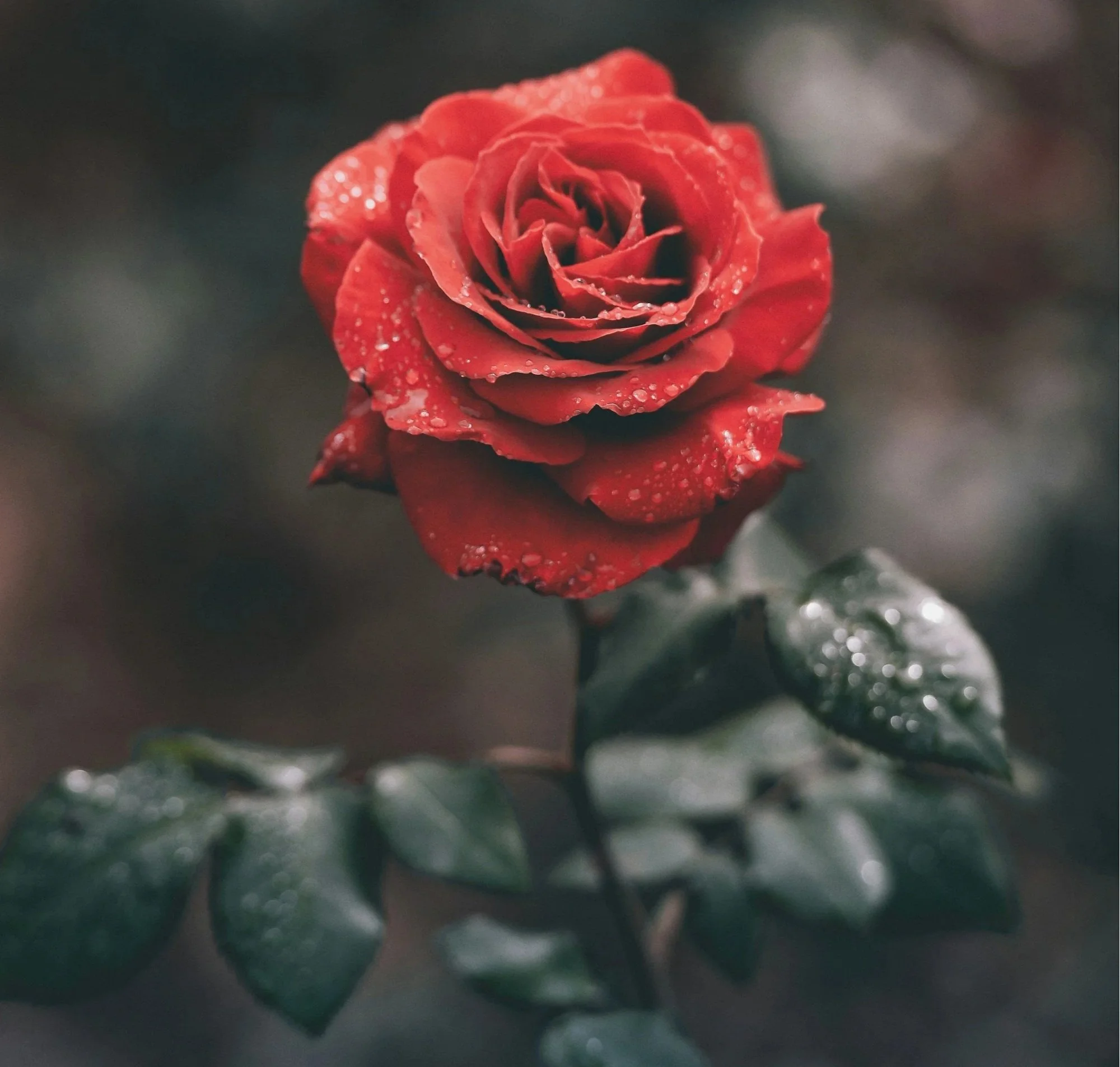 Single red rose with dark green foliage covered in raindrops