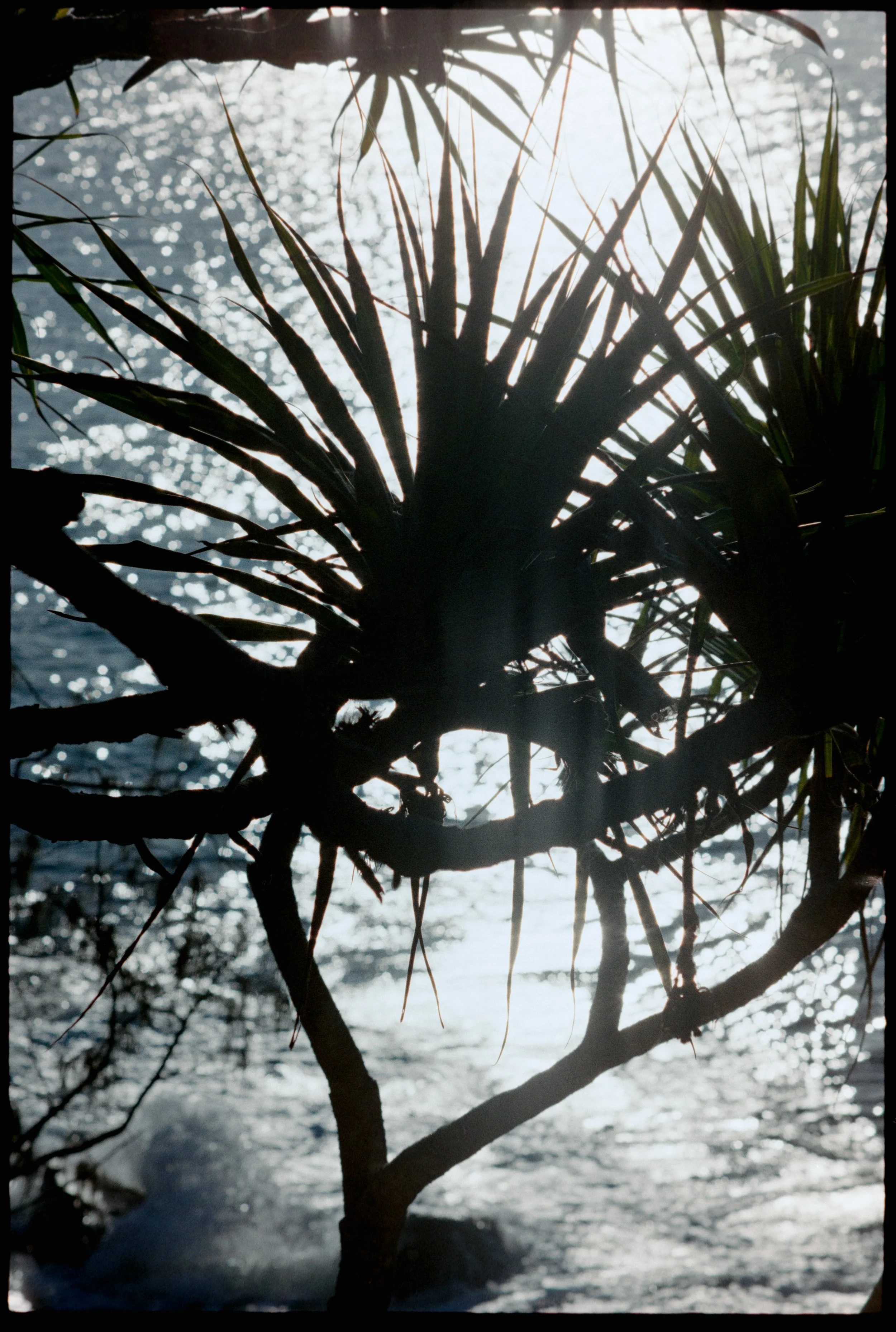 Noothera (Shady Place)