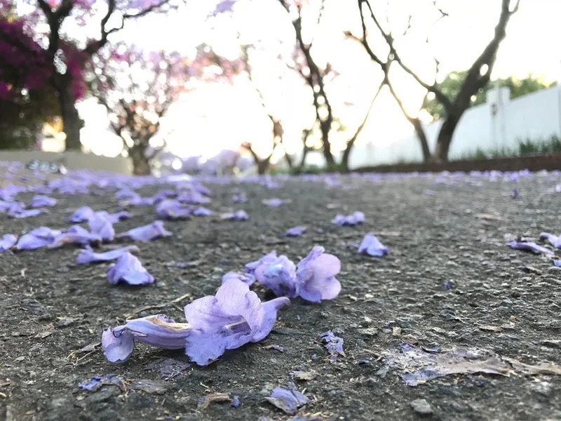 Jacarandas.width-800.jpg