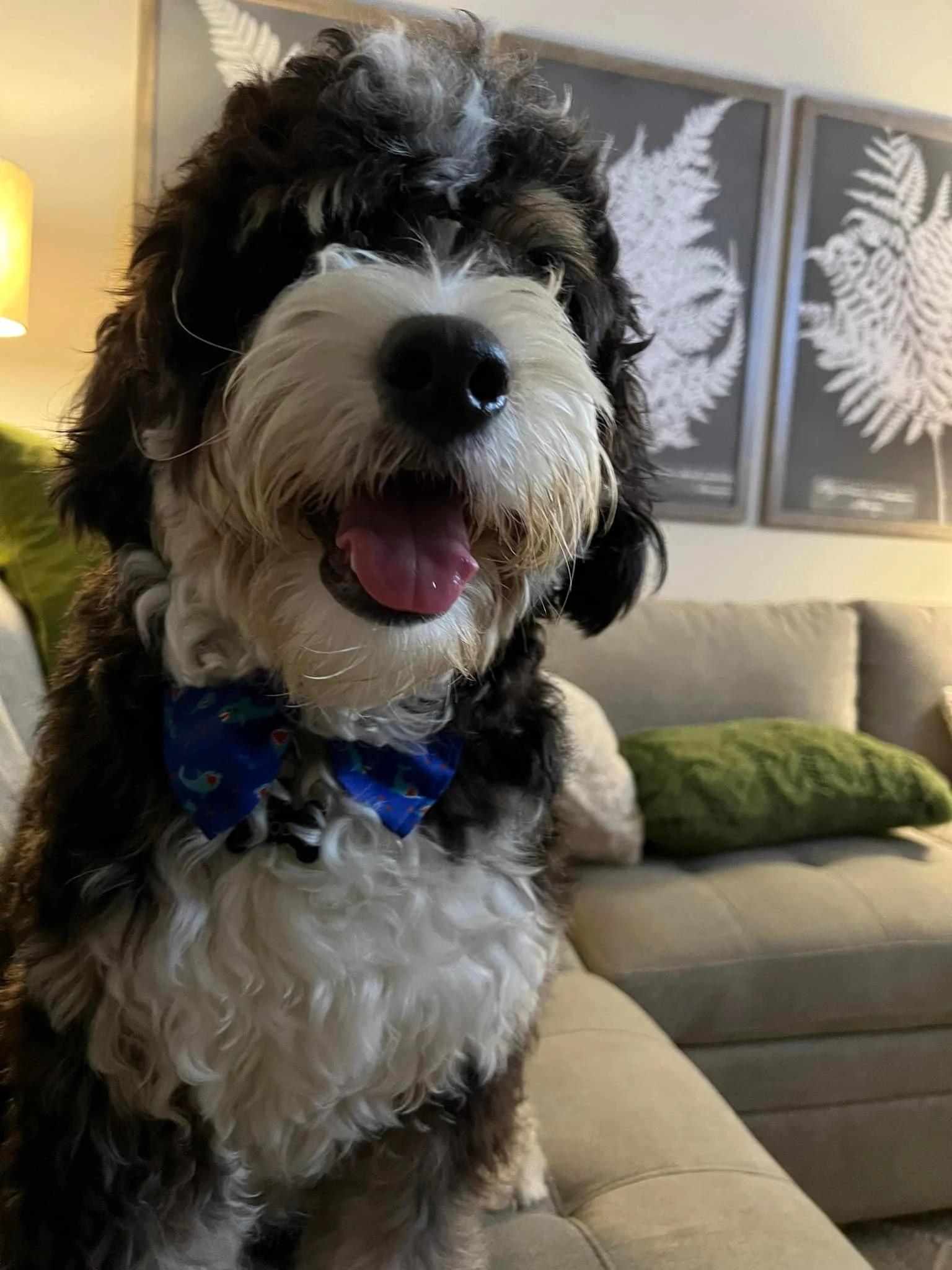 A happy black and white curly-haired dog wearing a blue bandana sitting on a beige couch in a living room.