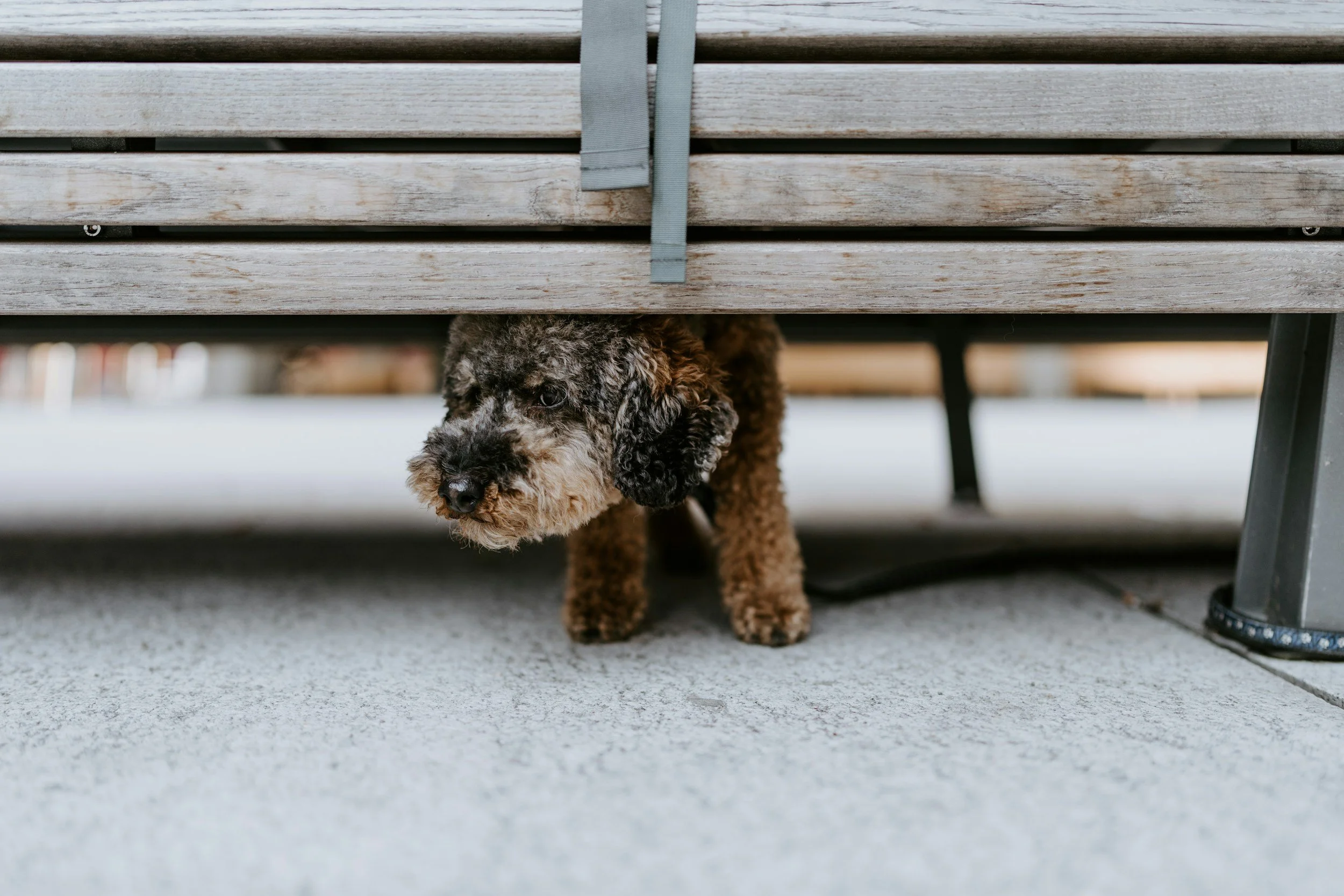 Dog under a bench