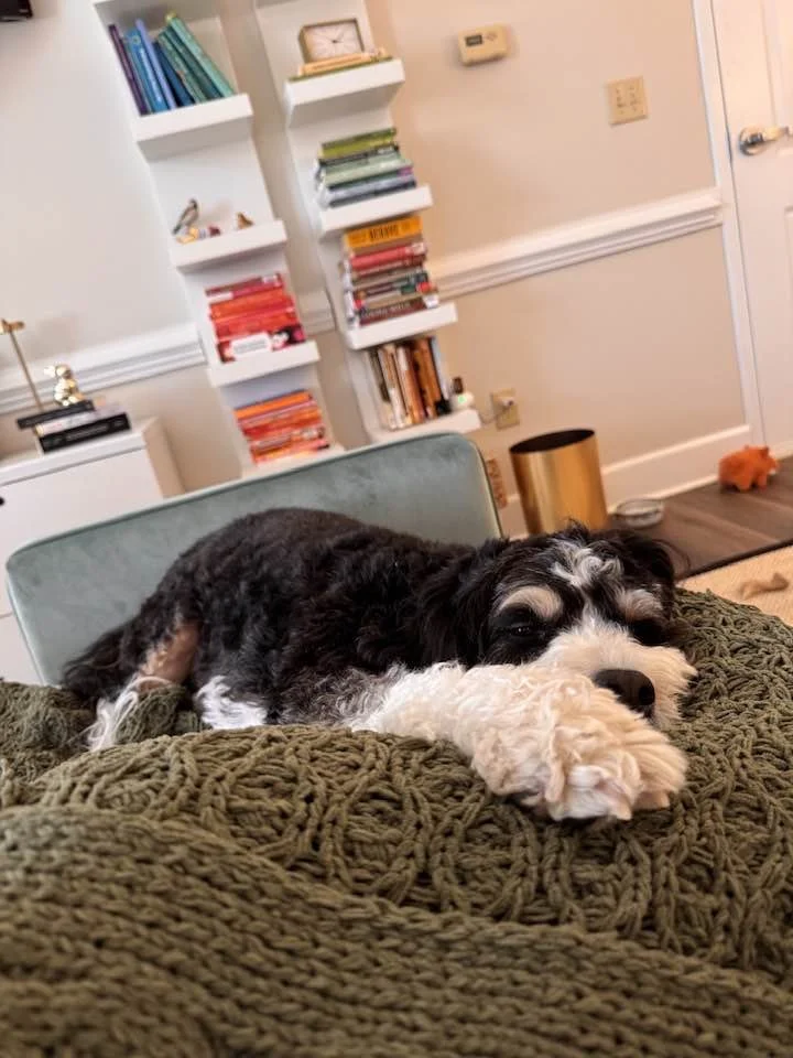 A black and white dog is lying down on a green blanket in a home setting, resting its head and paw on a surface. In the background, there are white bookshelves filled with books, a small wall clock, a trash can, and a door.
