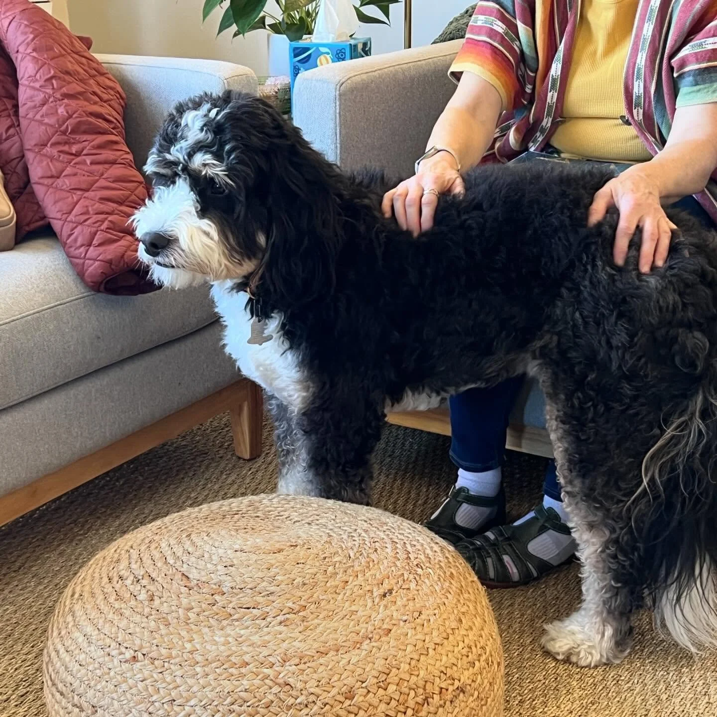 A person petting a large, black and white curly-haired dog in a living room. The dog is standing on a rug near a woven pouf, with a beige sofa and a branch of a houseplant in the background.