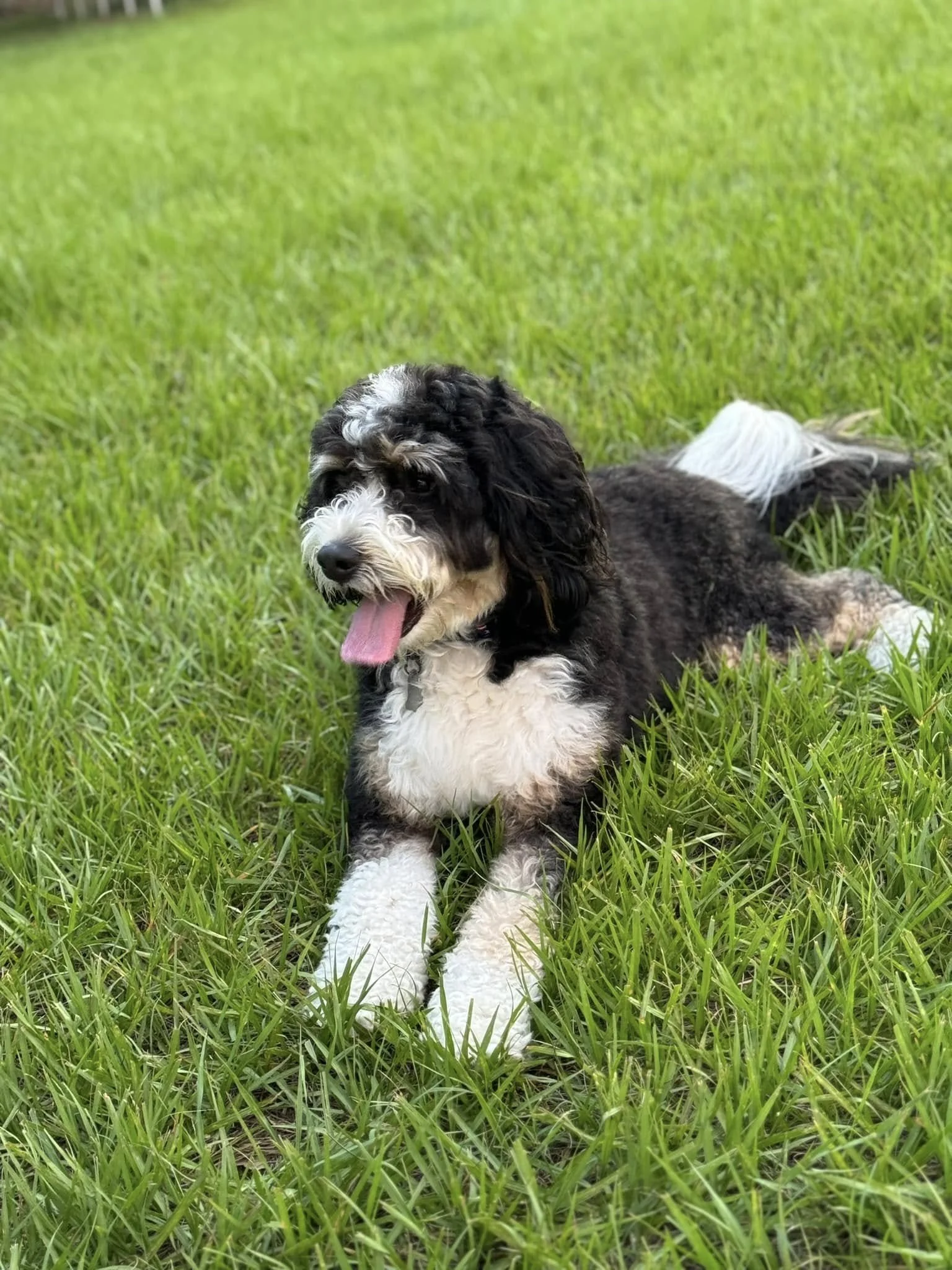 Black and white puppy laying on green grass with pink tongue out.