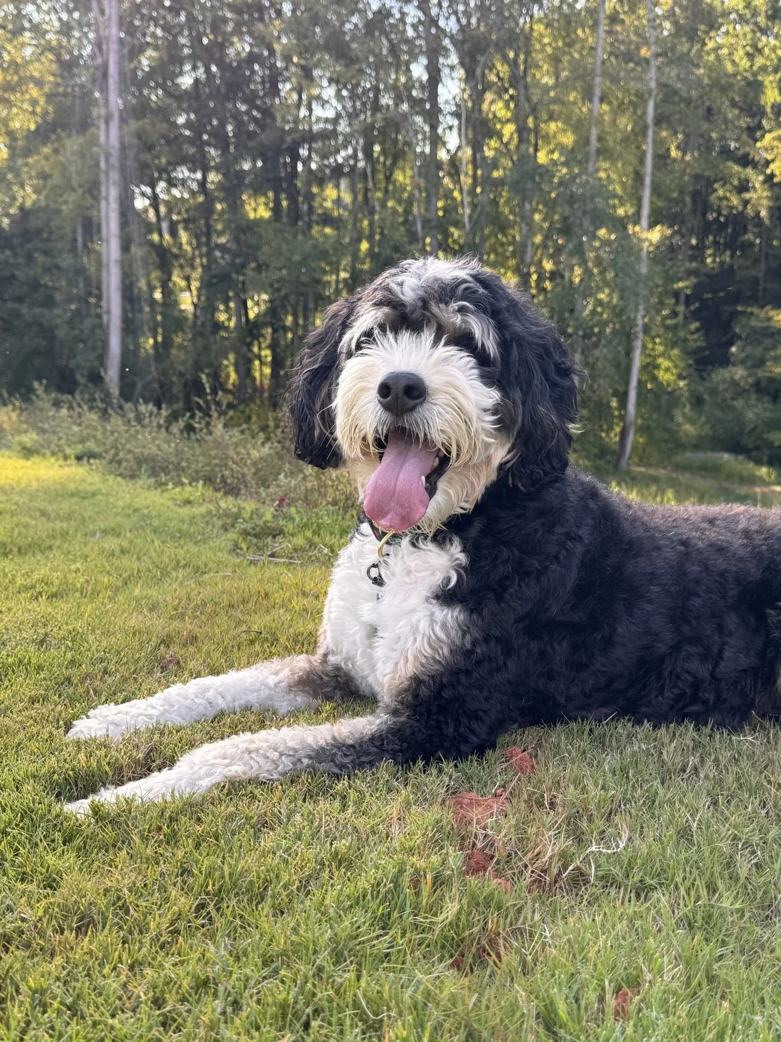 A black and white fluffy dog lying on grass with its tongue out, in a wooded park area.
