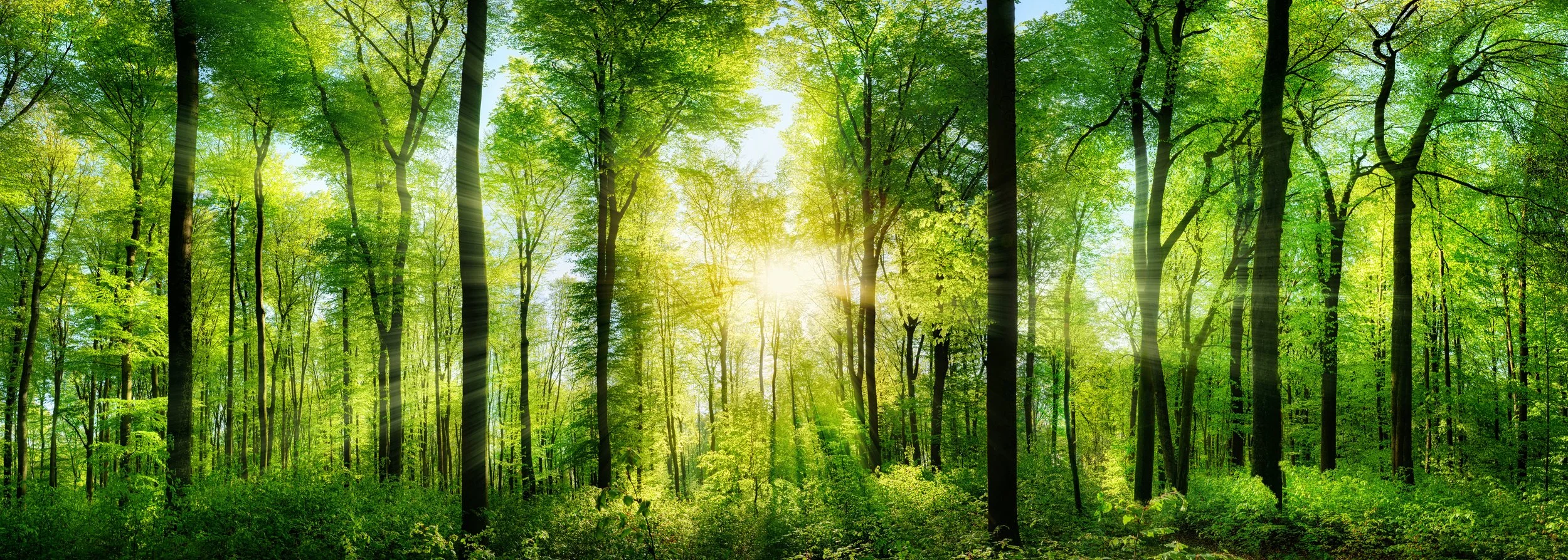 Sun shining through green-leaved trees in a forest.