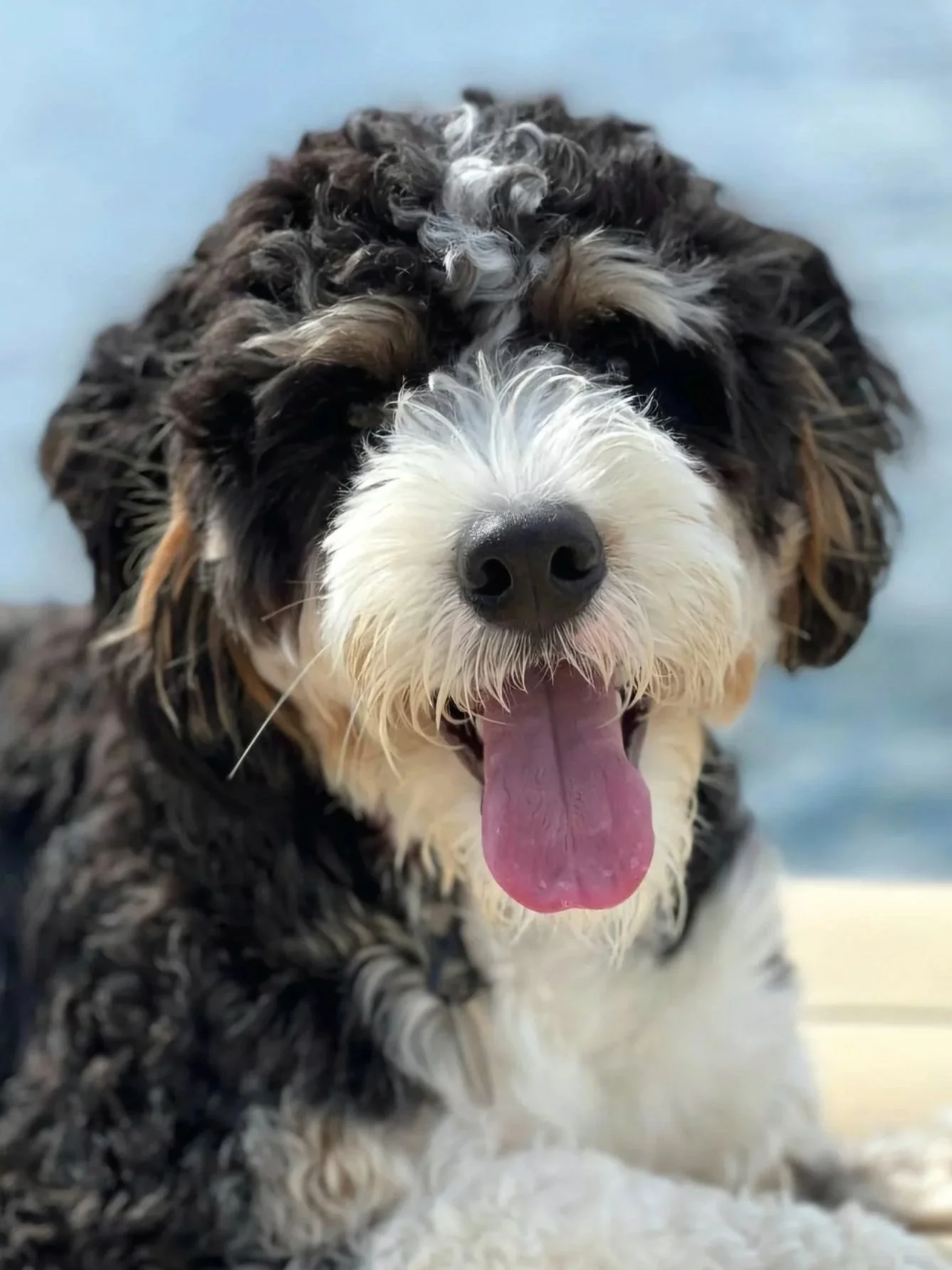 Close-up of Brody, the office dog who comforts clients at Stafford and Associates Counseling in Mooresville, NC