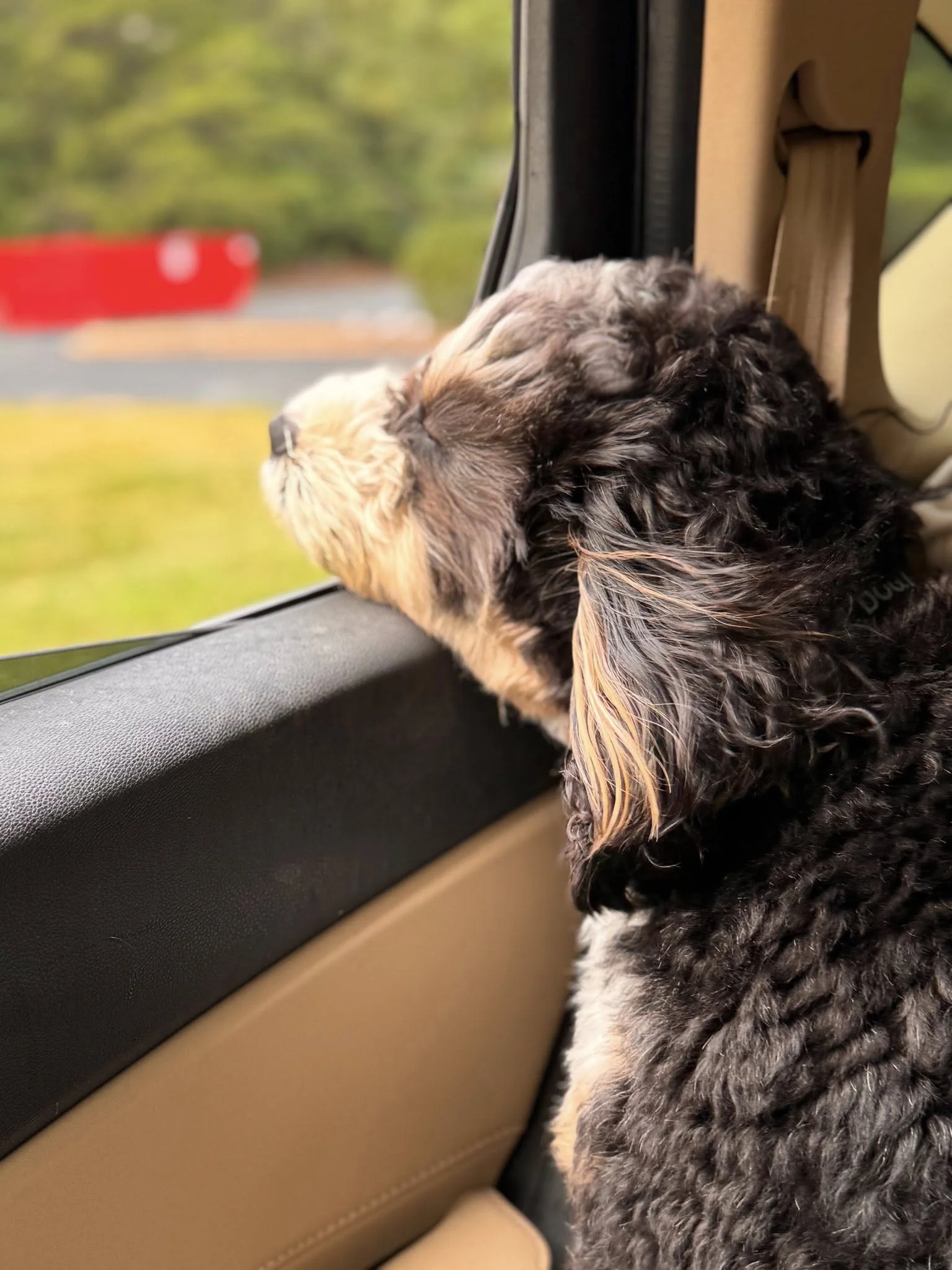 A puppy with curly black and tan fur looking out of a car window.