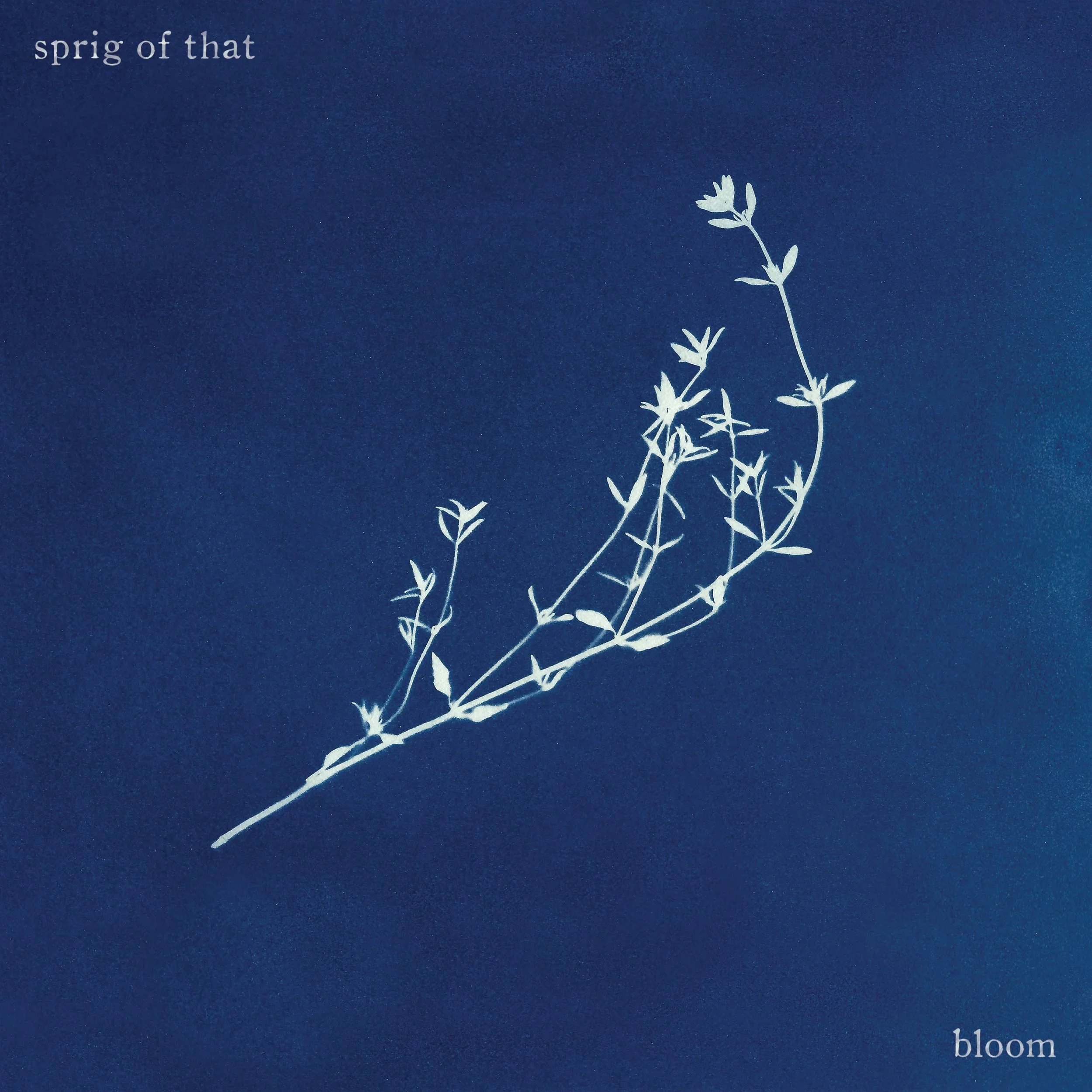 Sprig of That @ Blue Ox Music Festival