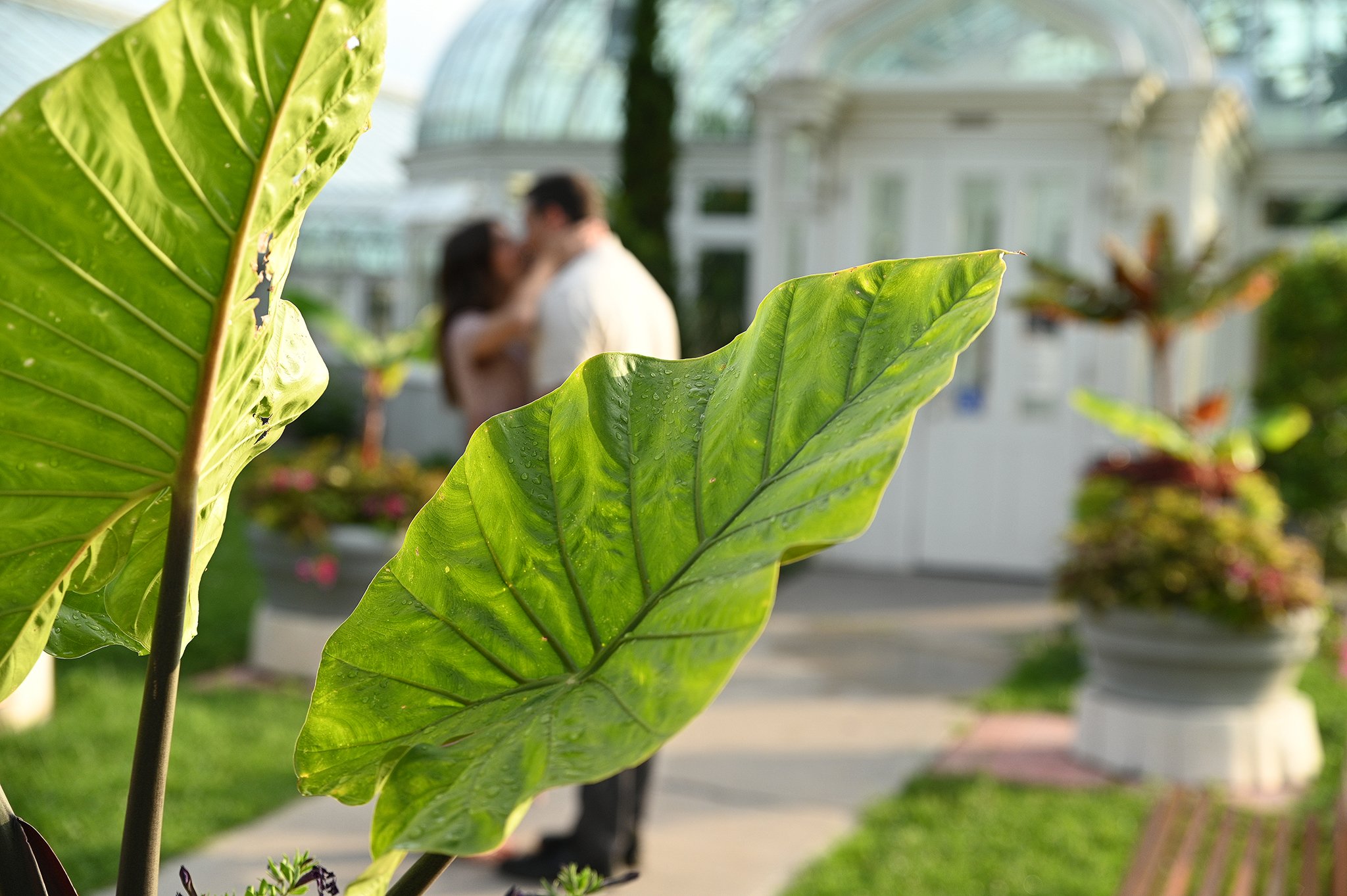 Close-up of large green leaves with a blurred couple embracing in the background near a greenhouse.