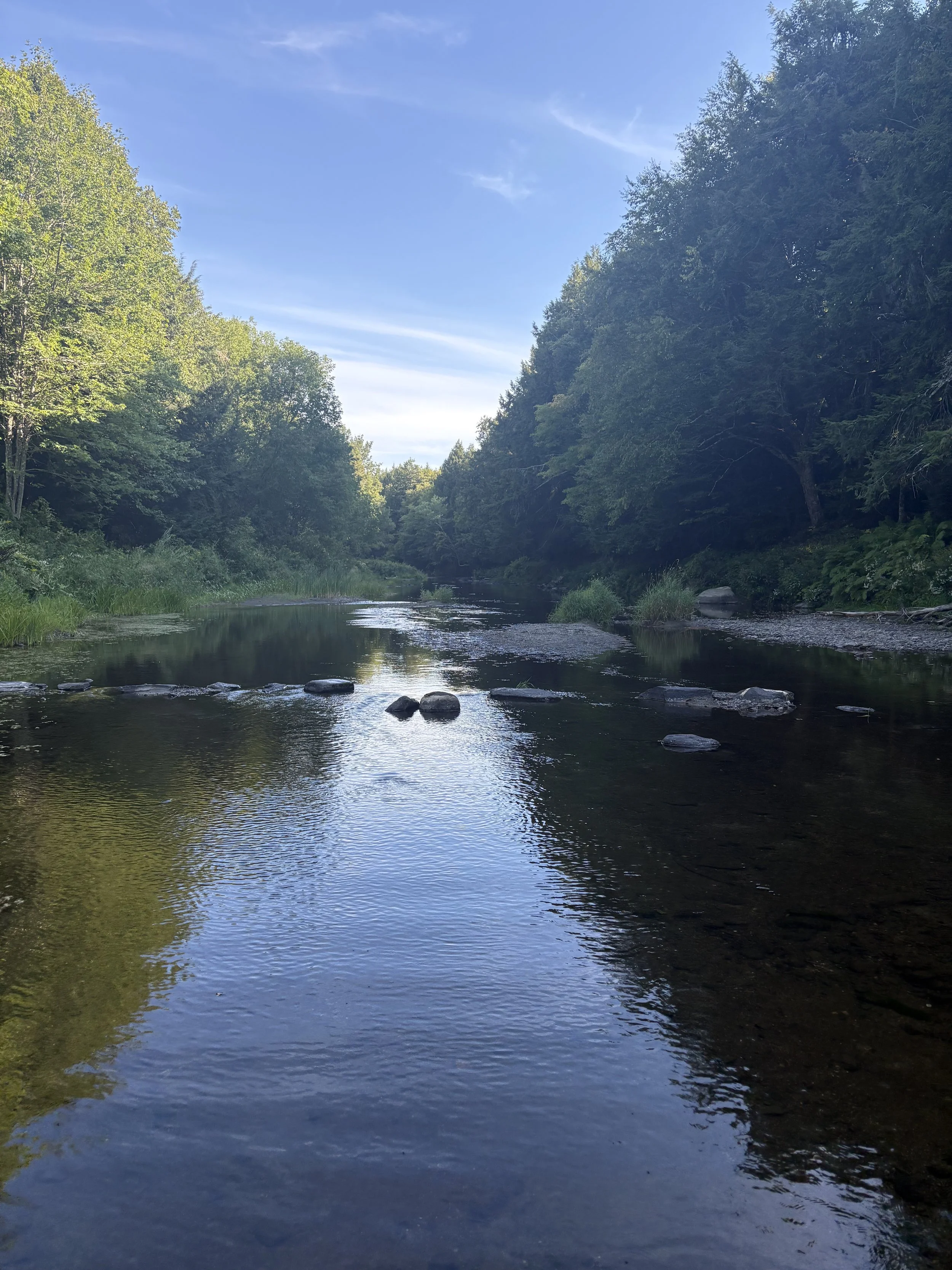 A peaceful creek flowing through a lush green forest on a clear day with a blue sky and some clouds.