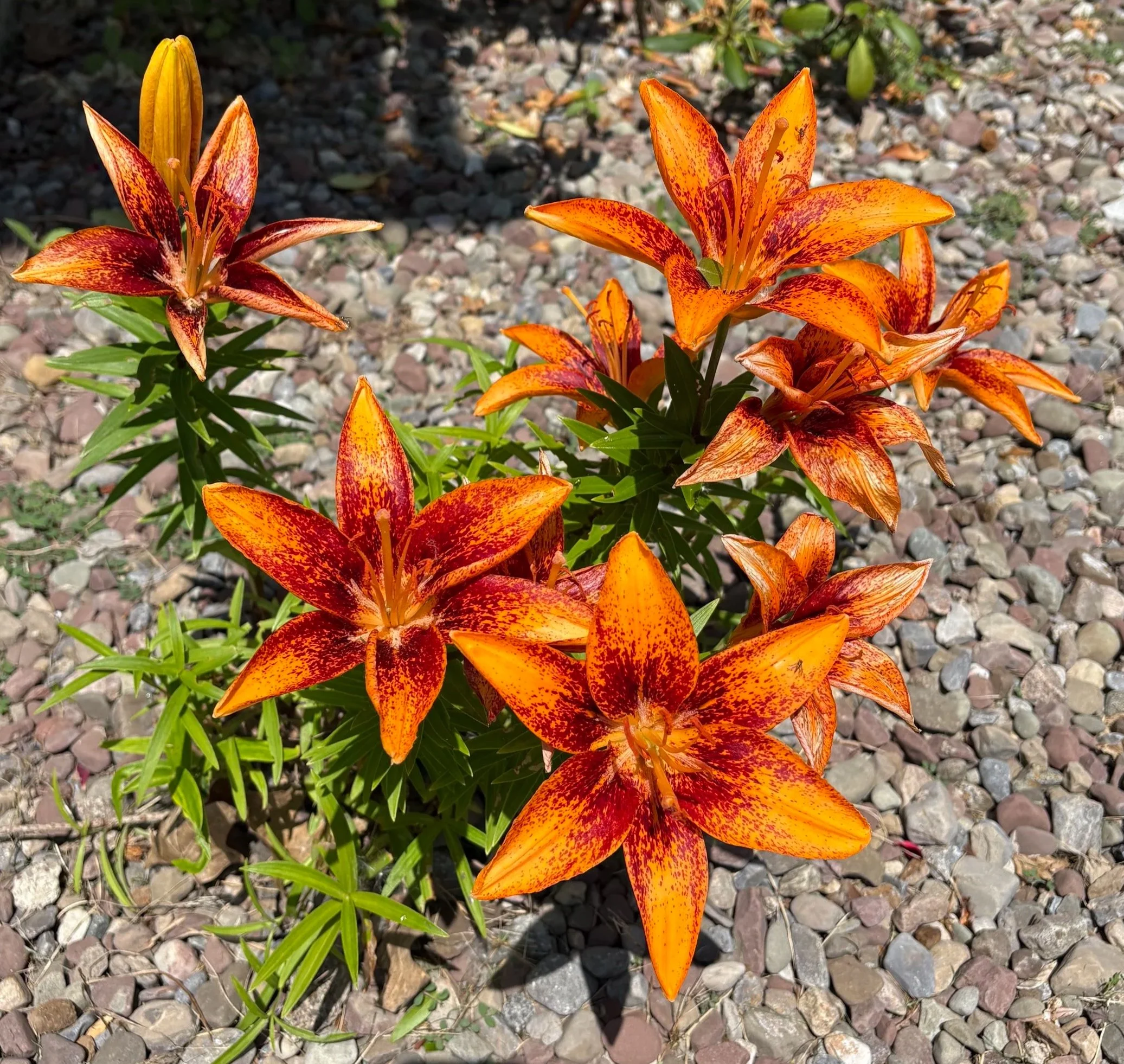 Bright orange lilies with red speckled petals growing among green leaves on a bed of small gray and brown rocks.