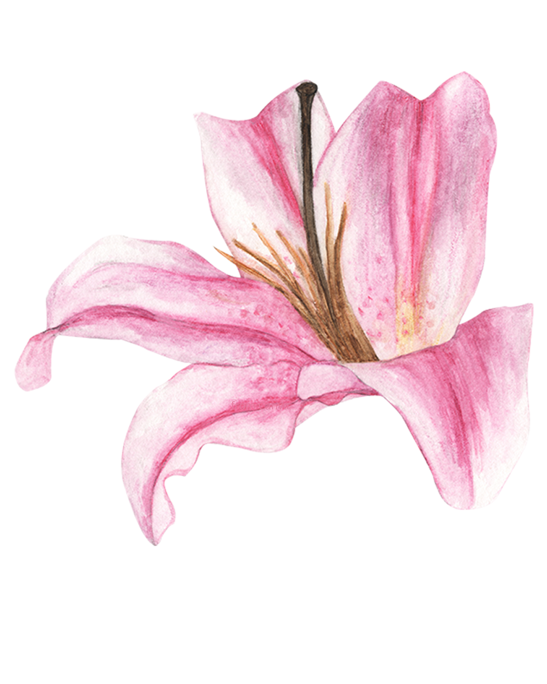 Watercolor painting of a pink lily flower with petals and stamens.