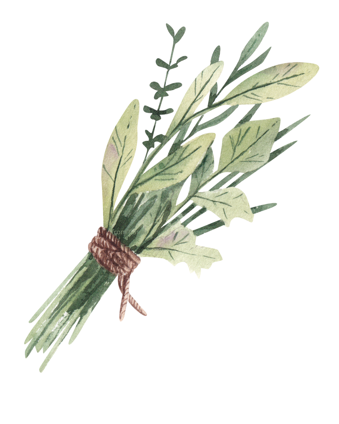 Watercolor illustration of a small bouquet of sage and other herbs tied with twine.