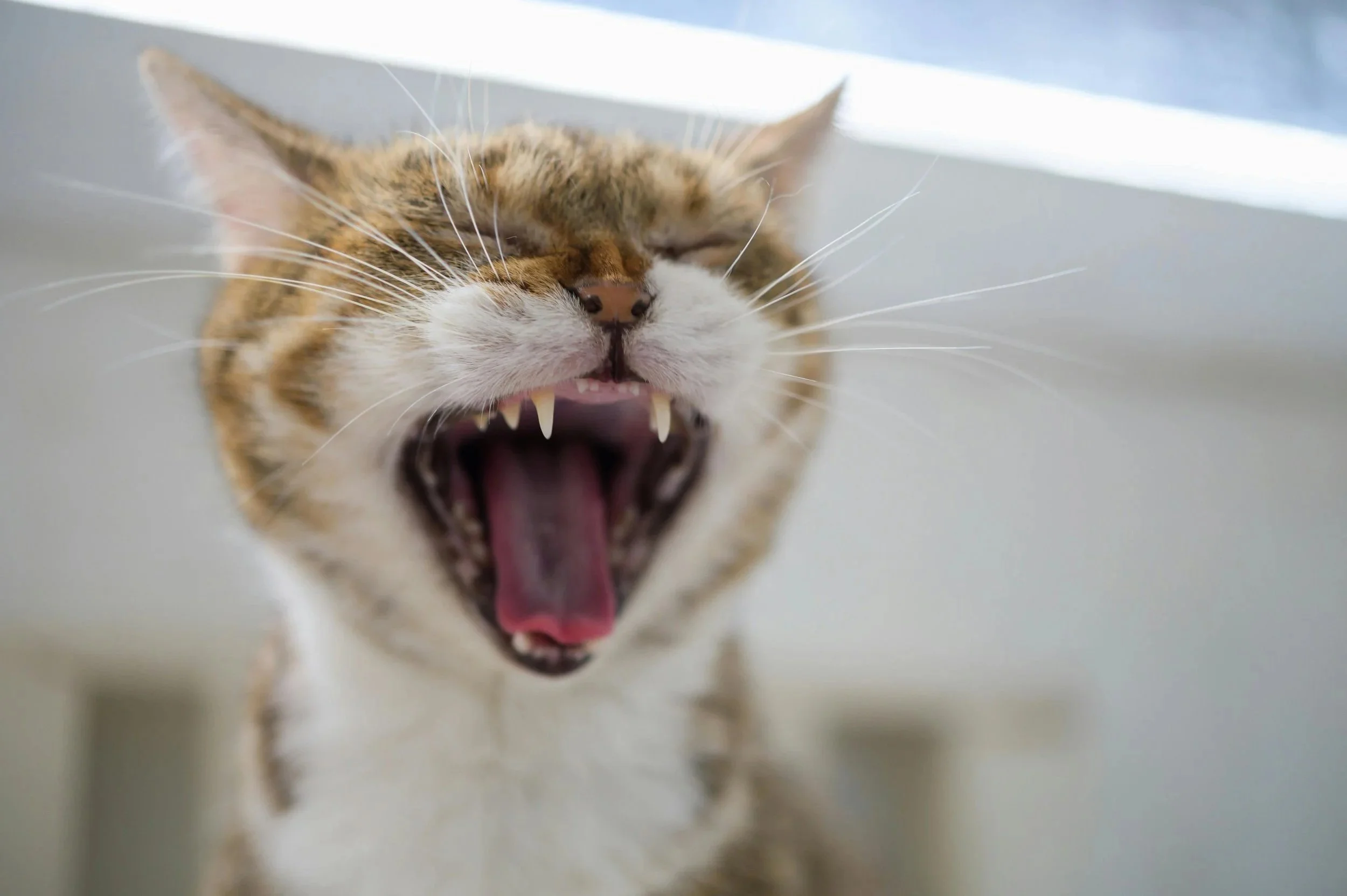 A close-up of a cat with its mouth wide open, showing sharp teeth and pink tongue, as if yawning or roaring.