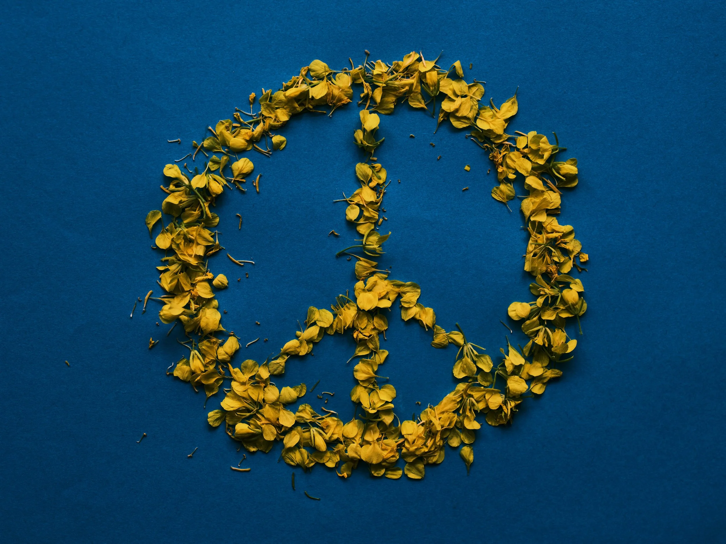 Peace symbol made from yellow dried flowers on a blue background.