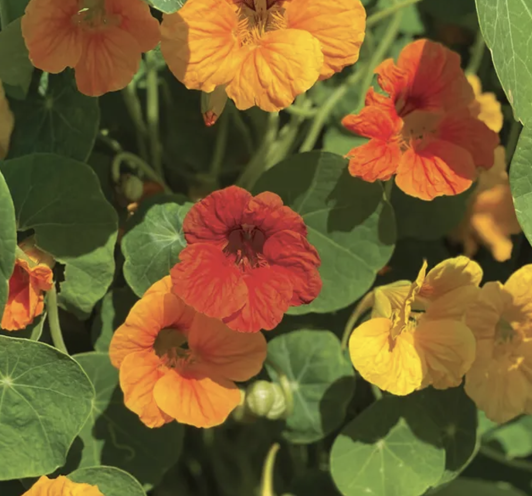 Screenshot 2026-03-23 at 12.10.58 PM.png