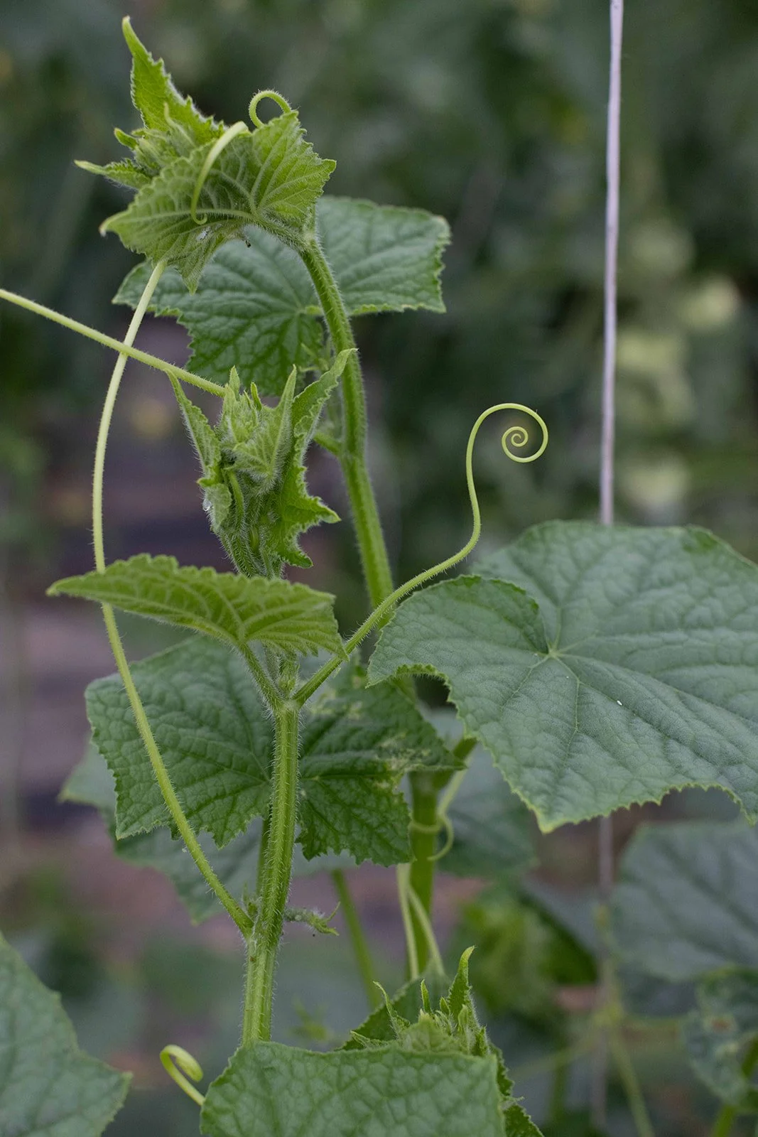 Spring Seedling Sale