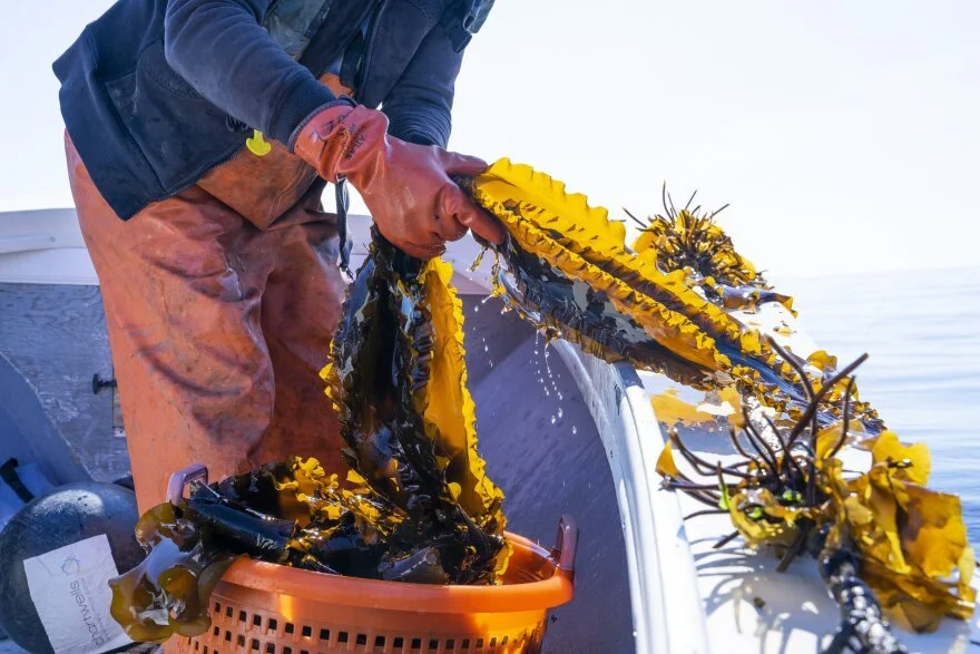 A Brief History of Working Waterfronts &amp; Marine Environments in Southeastern CT