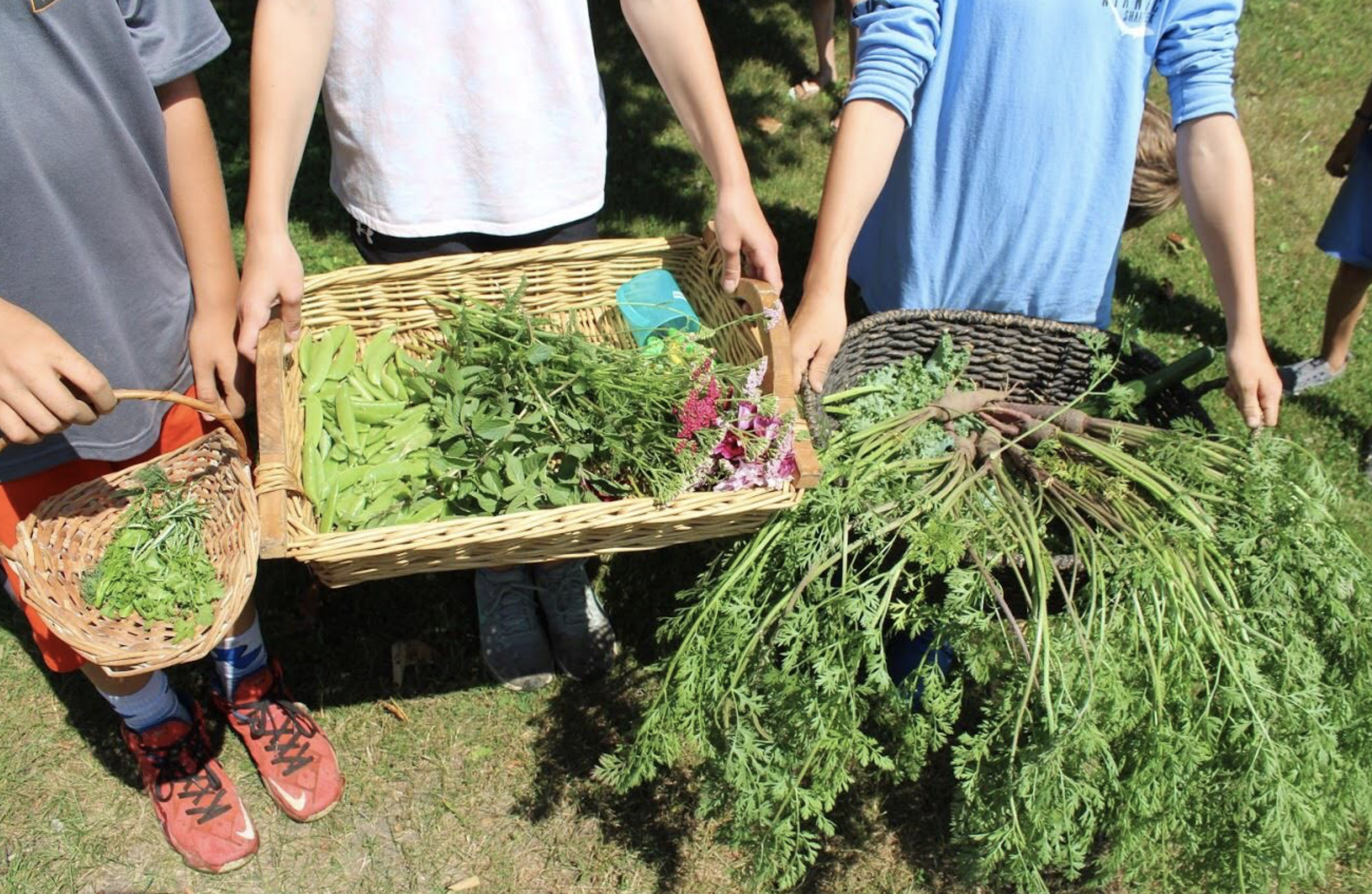 Young Cooks &amp; Farmers - Week Seven:&nbsp;Build a Bowl                                                 August 3 to August 6                            &nbsp;930AM&nbsp;to&nbsp;1230PM