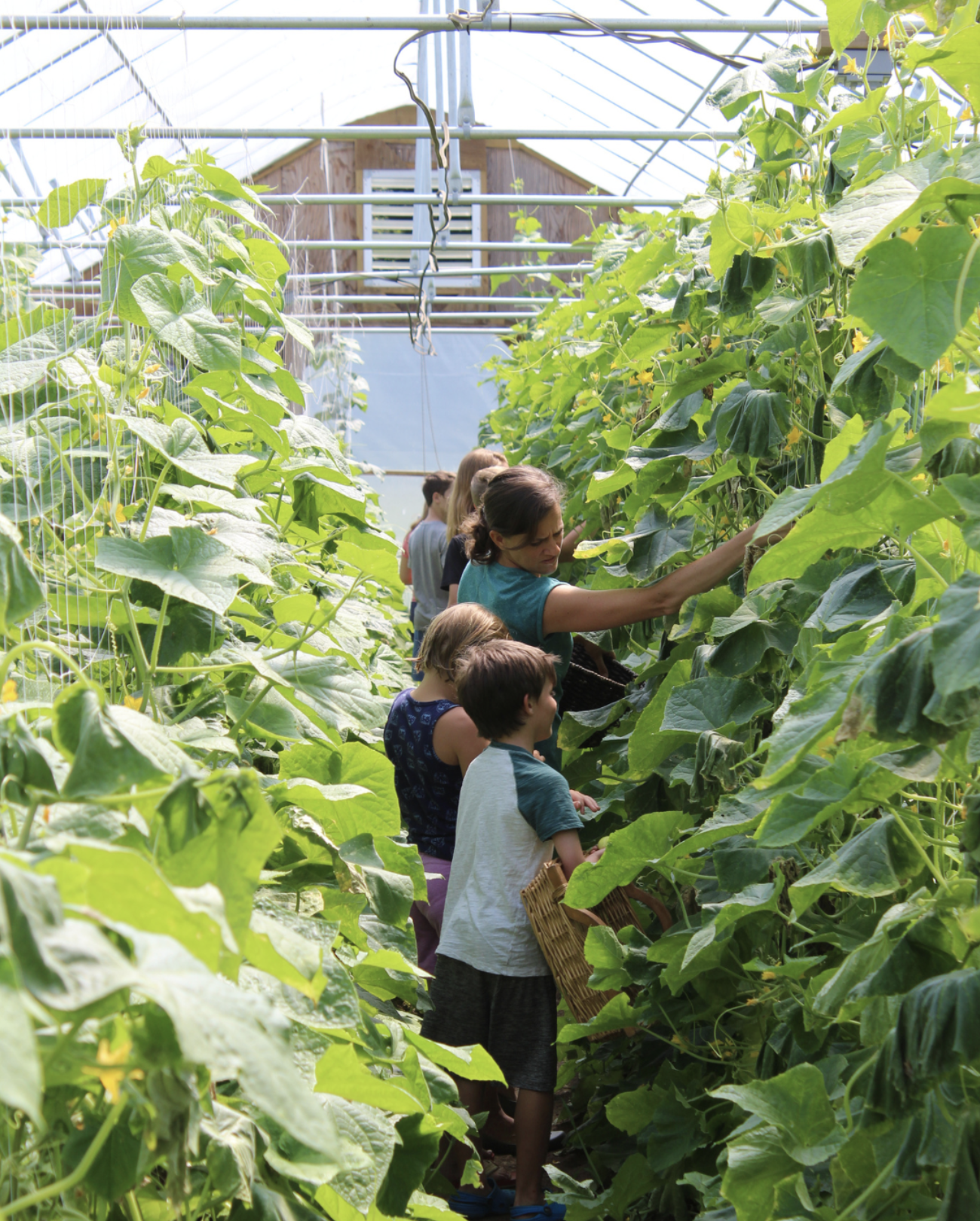 Young Cooks &amp; Farmers - Week Nine:&nbsp;Snack Attack                                               August 17 to August 20                        &nbsp;930AM&nbsp;to&nbsp;1230PM