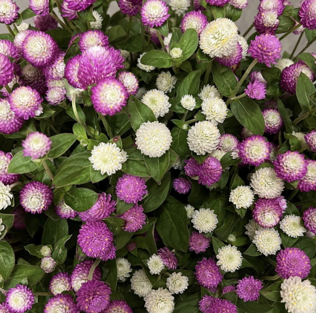 Screenshot 2026-03-23 at 12.08.28 PM.png