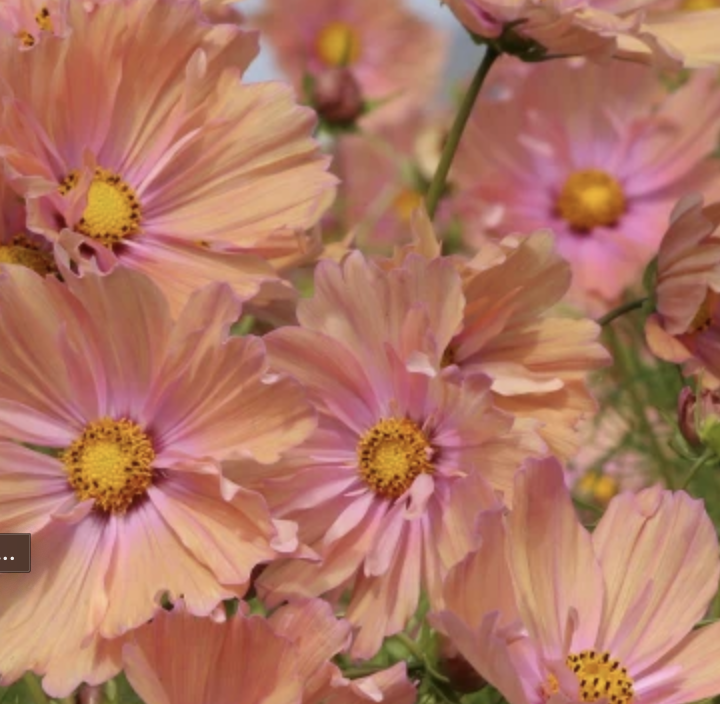 Screenshot 2026-03-23 at 12.03.39 PM.png (Copy)