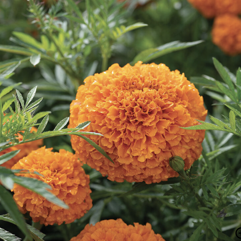 Screenshot 2026-03-23 at 12.12.38 PM.png