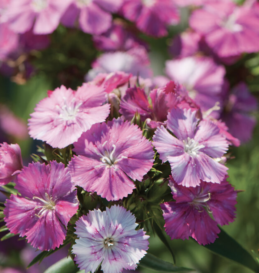 Screenshot 2026-03-23 at 12.09.43 PM.png