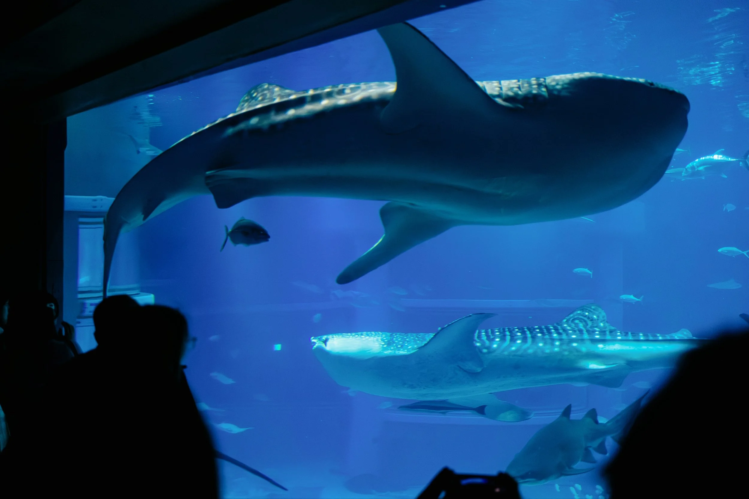 Osaka aquarium whalesharks