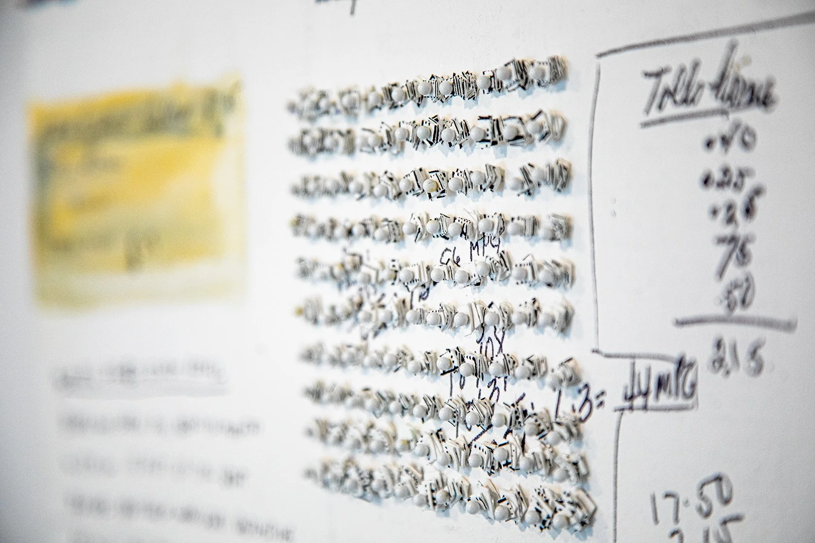 Storm Petrel (detail)