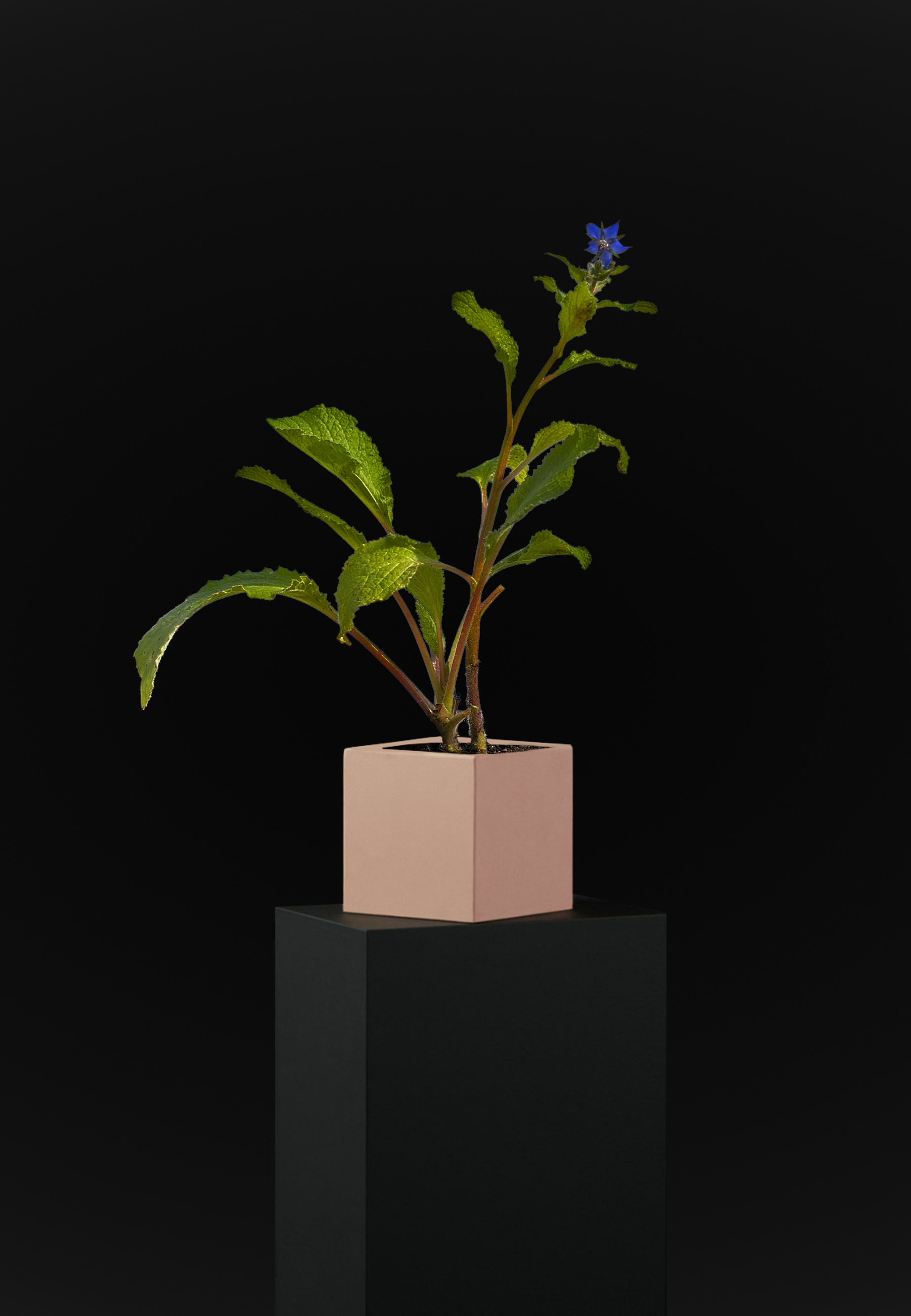 Borragine Officinale