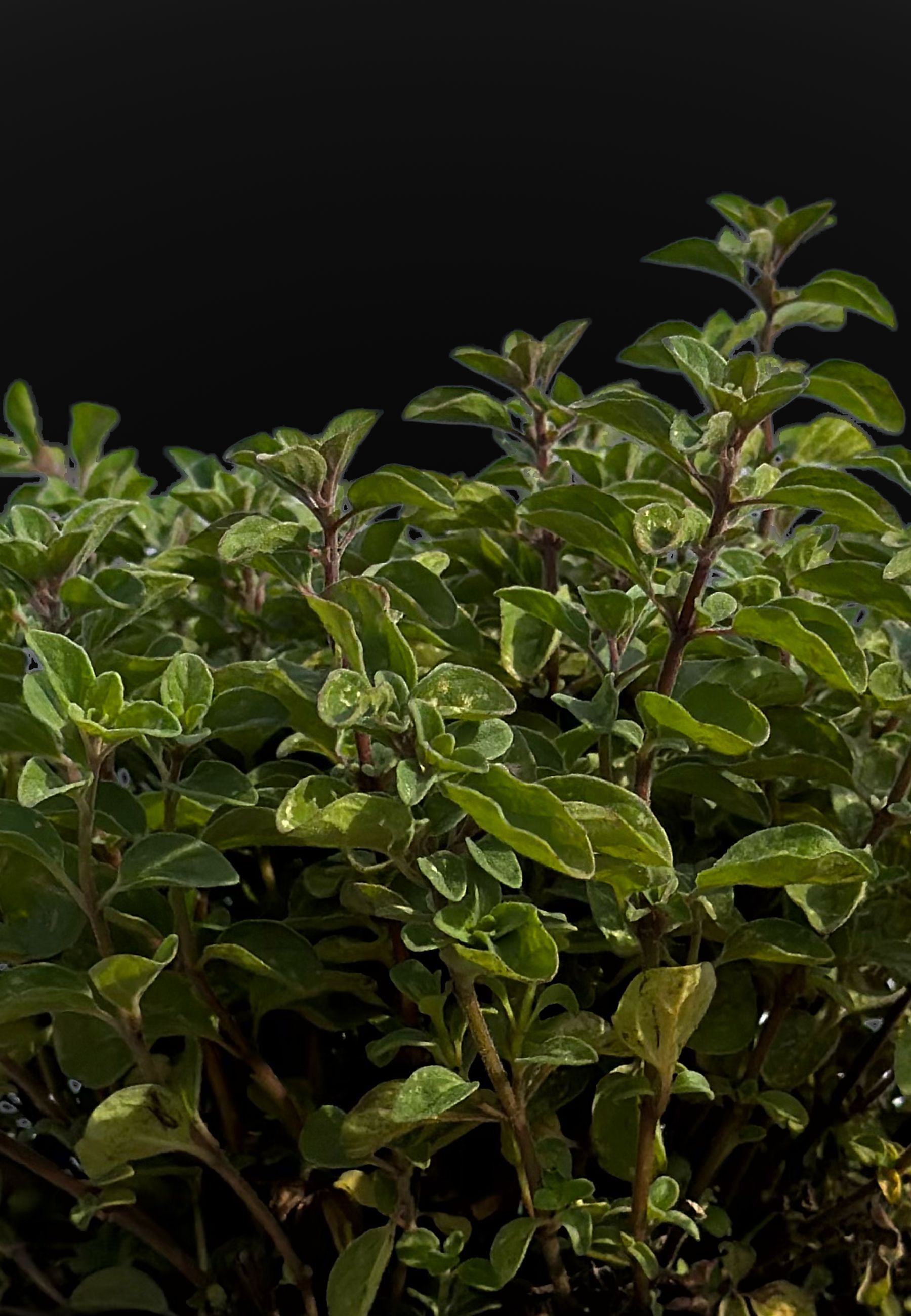 origano_volgare_closeup.png