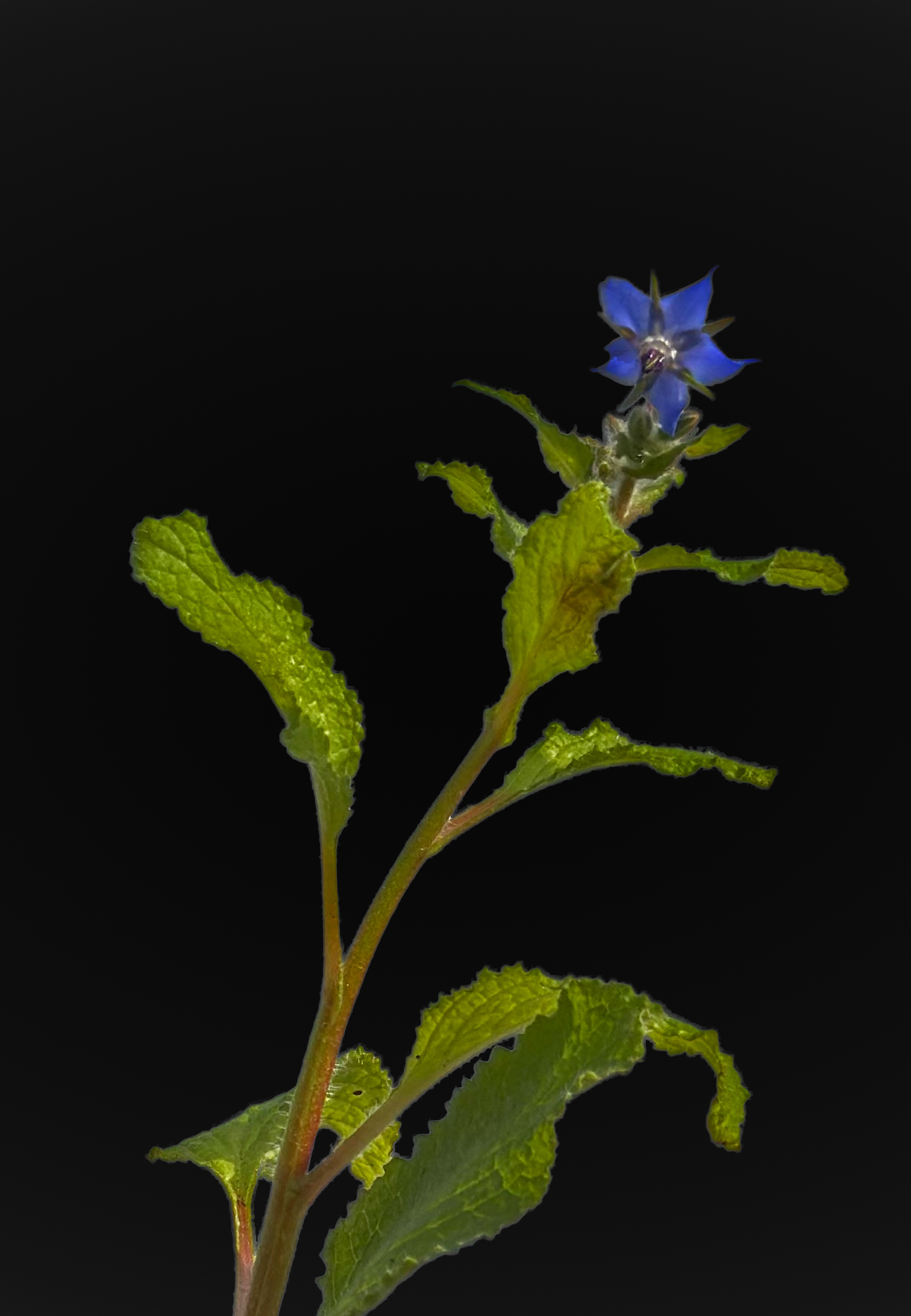 borragine_officinale_closeup.png