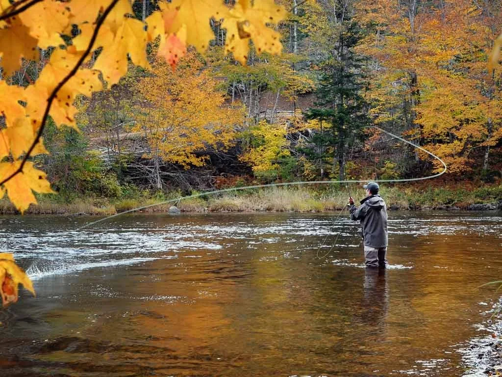 A person fly fishing in a river surrounded by autumn-colored trees with yellow and orange leaves.