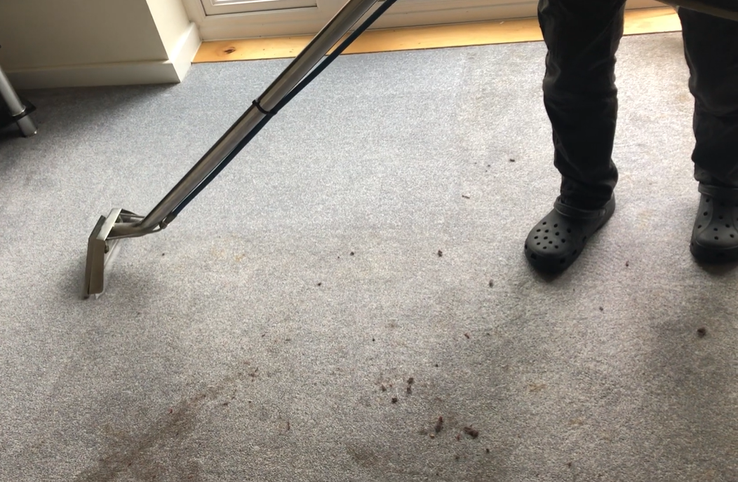 Carpet Shampooing vs Steam Cleaning: Which Is Better?