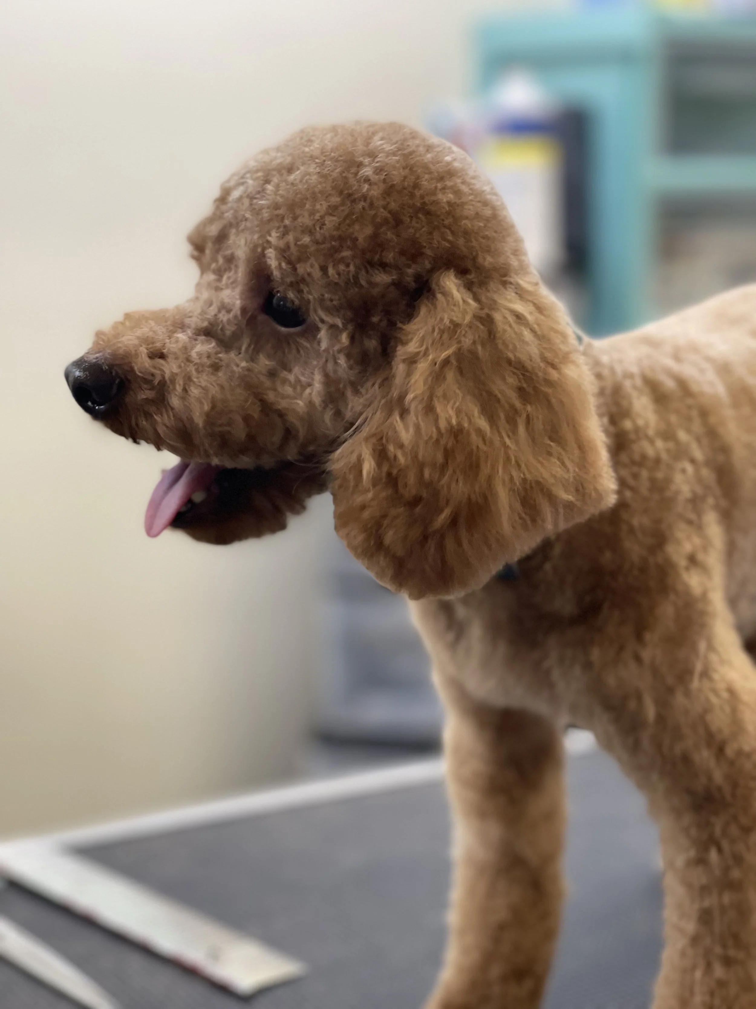 A brown, curly-haired puppy with long ears and a black nose stands on a grooming table with its tongue slightly out, in a grooming or veterinary setting.