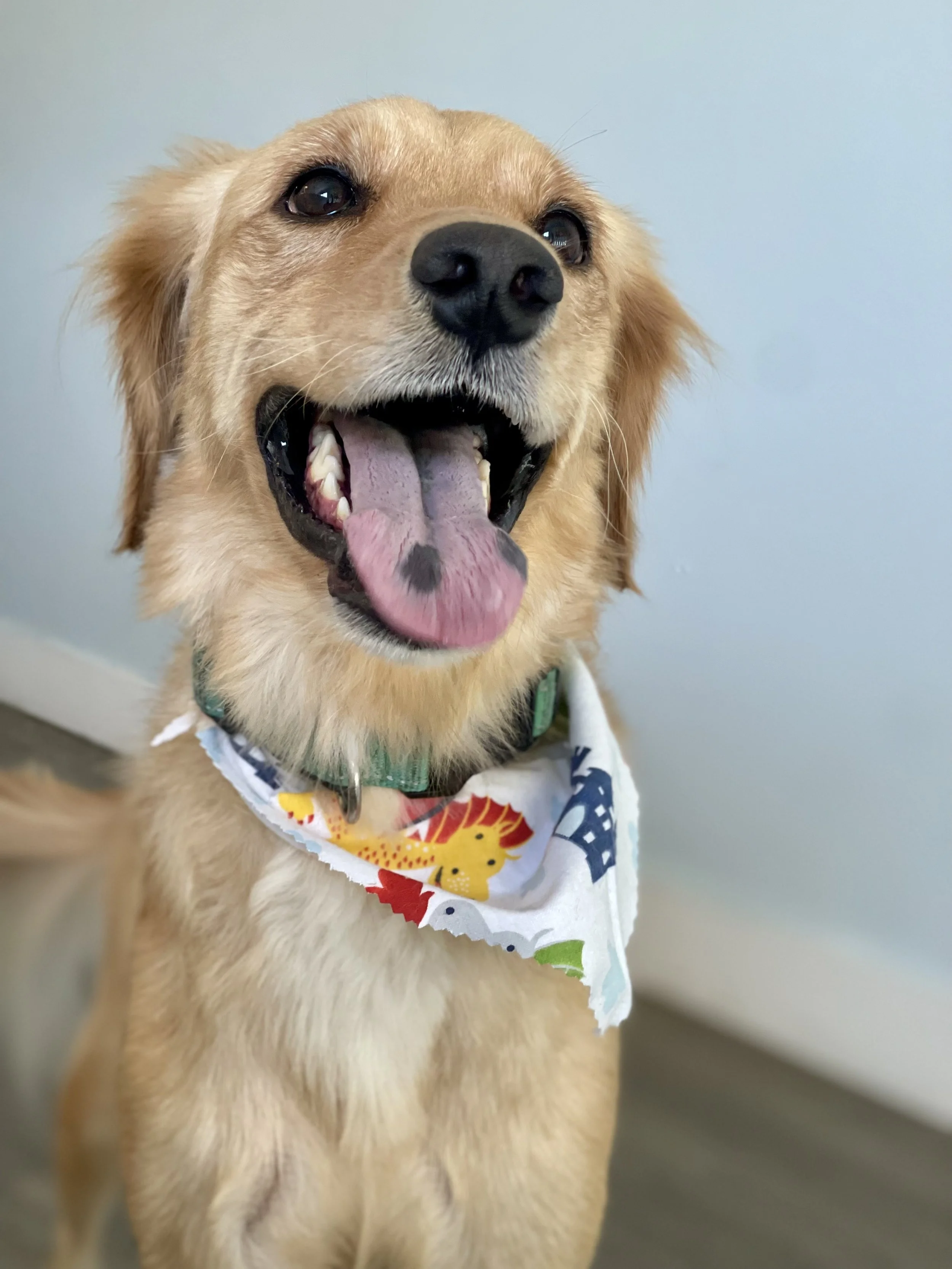 A happy golden retriever with tongue out, wearing a colorful bandana indoors against a light blue wall.