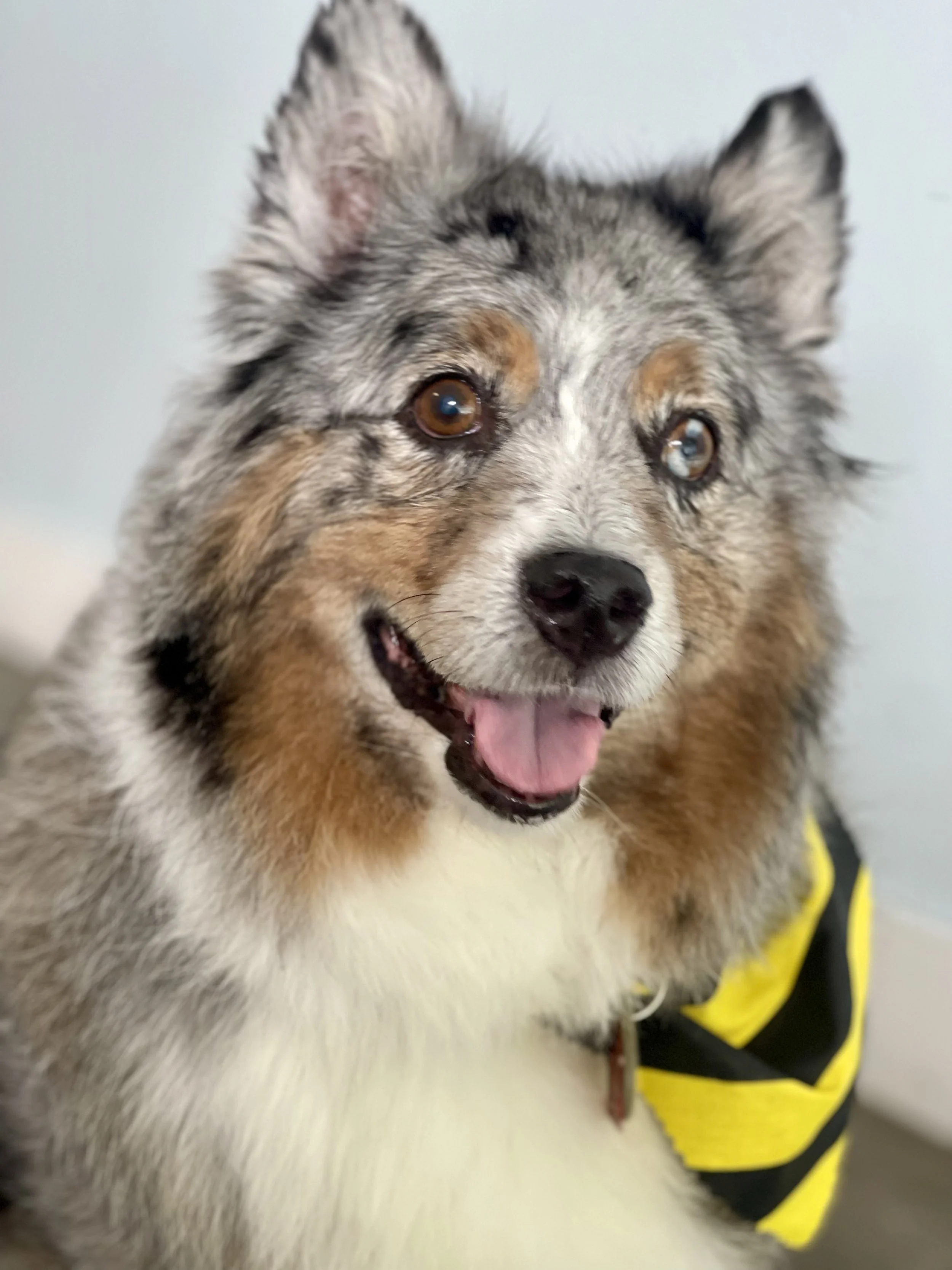 A happy dog with a merle coat pattern, brown eyes, and a pink tongue, wearing a yellow and black harness, indoors against a plain background.