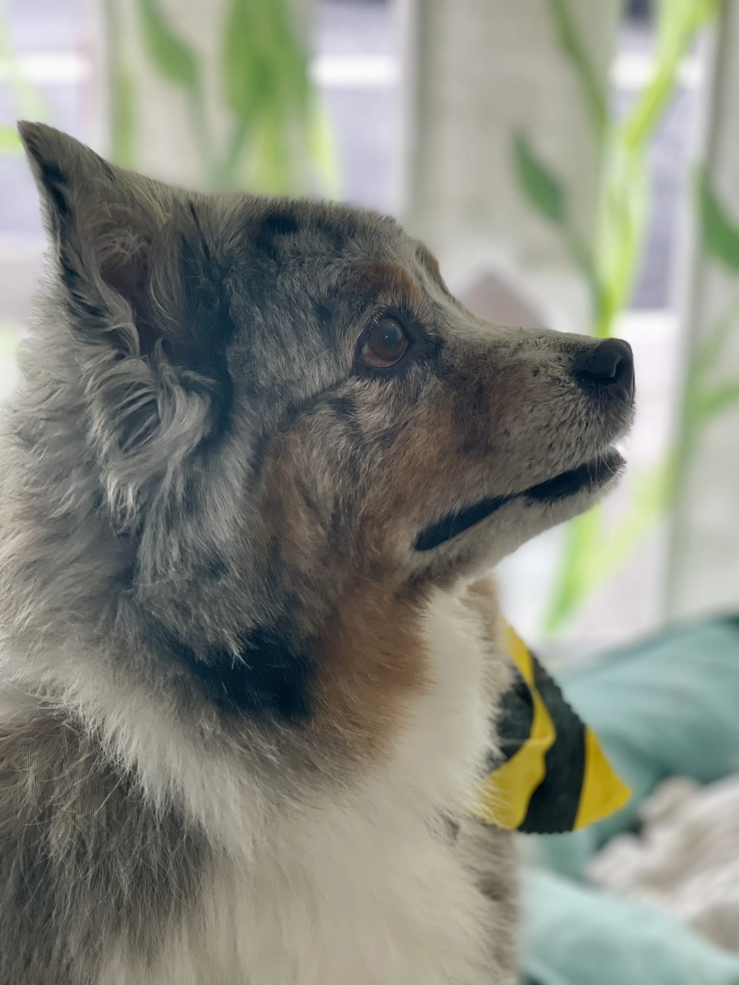 Close-up of a dog with a multicolored coat, looking to the right, indoors with green plants in the background.