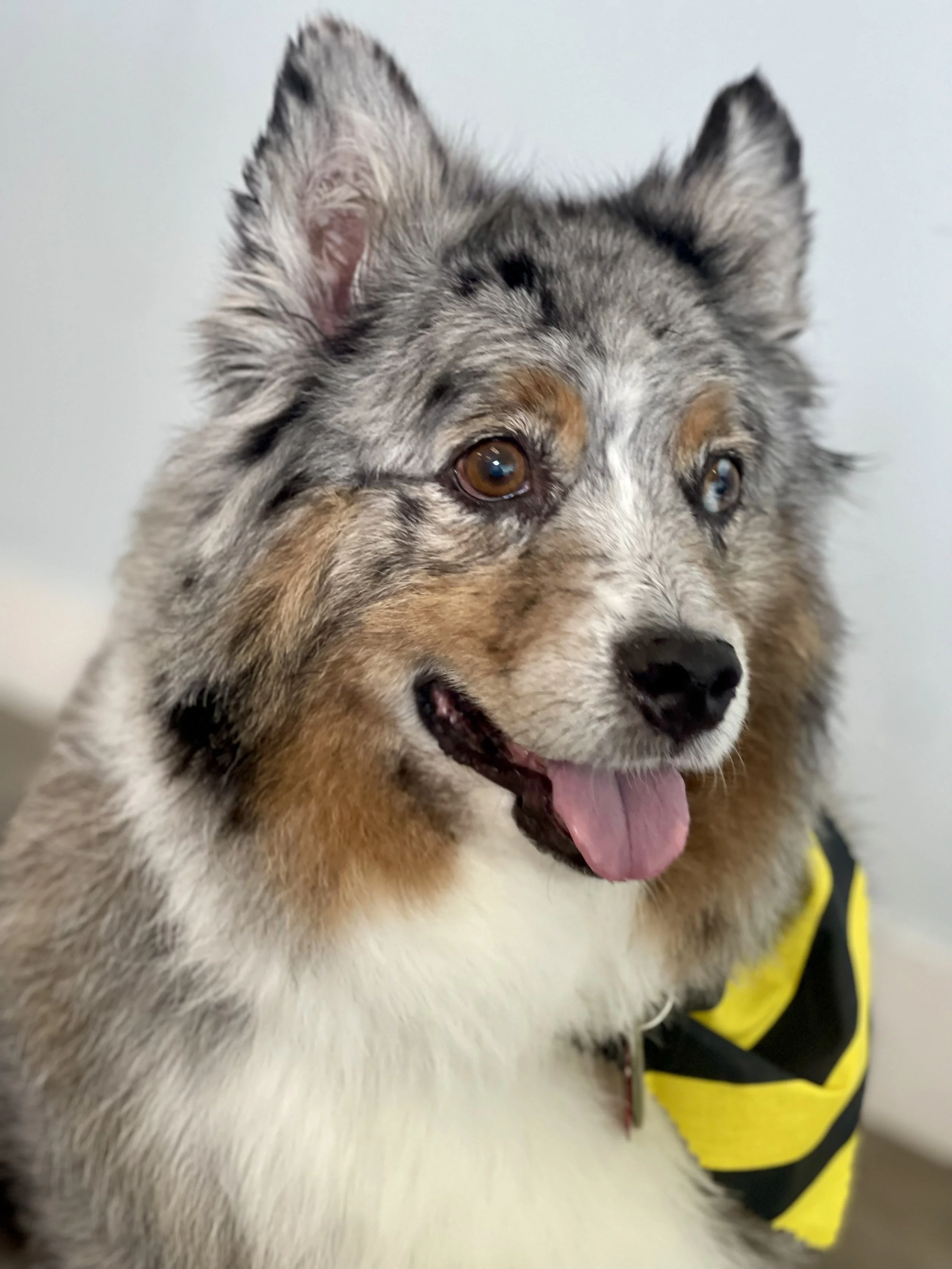 Close-up of a cute Australian Shepherd dog with heterochromatic eyes, wearing a yellow and black vest, with a fluffy coat and tongue slightly out.