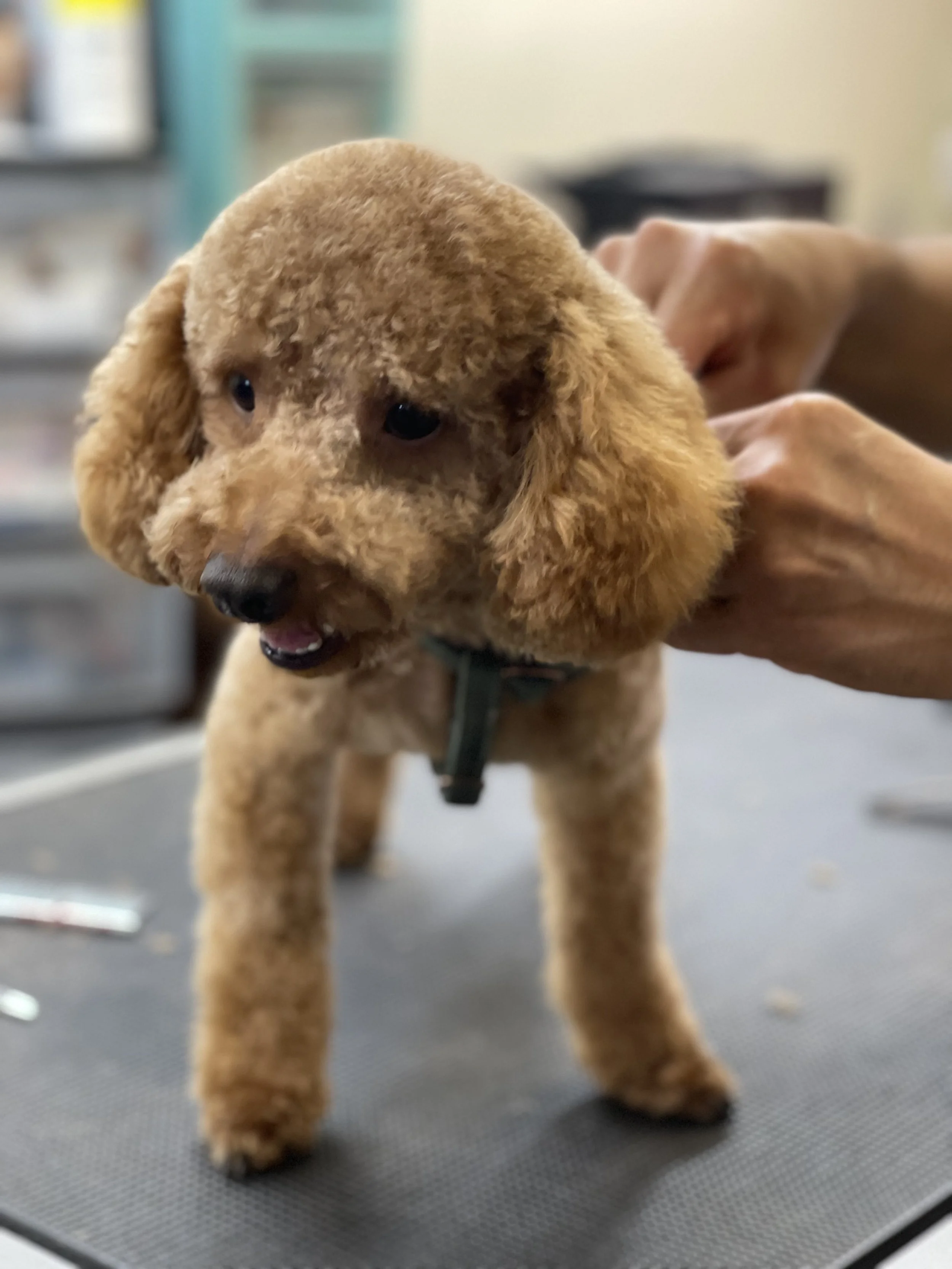 A cute, small brown poodle puppy with curly fur being gently held by a person's hand.